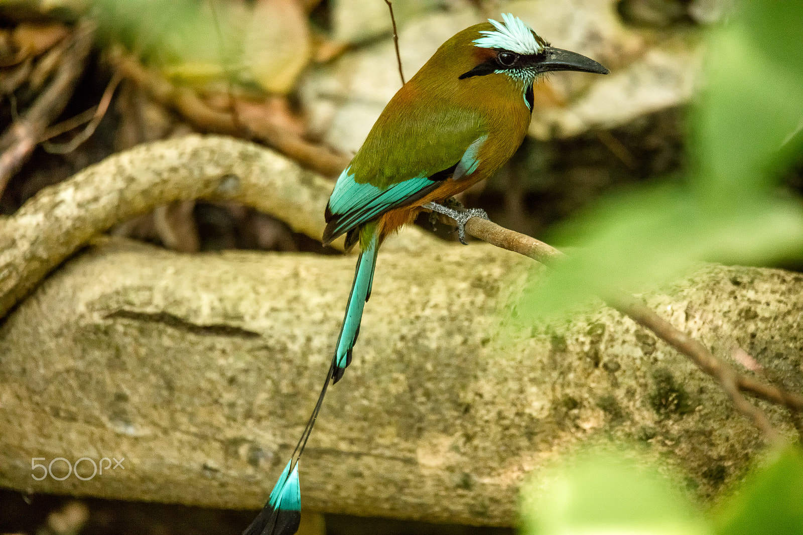 150-600mm F5-6.3 DG OS HSM | Sports 014 sample photo. Turquoise-browed motmot photography