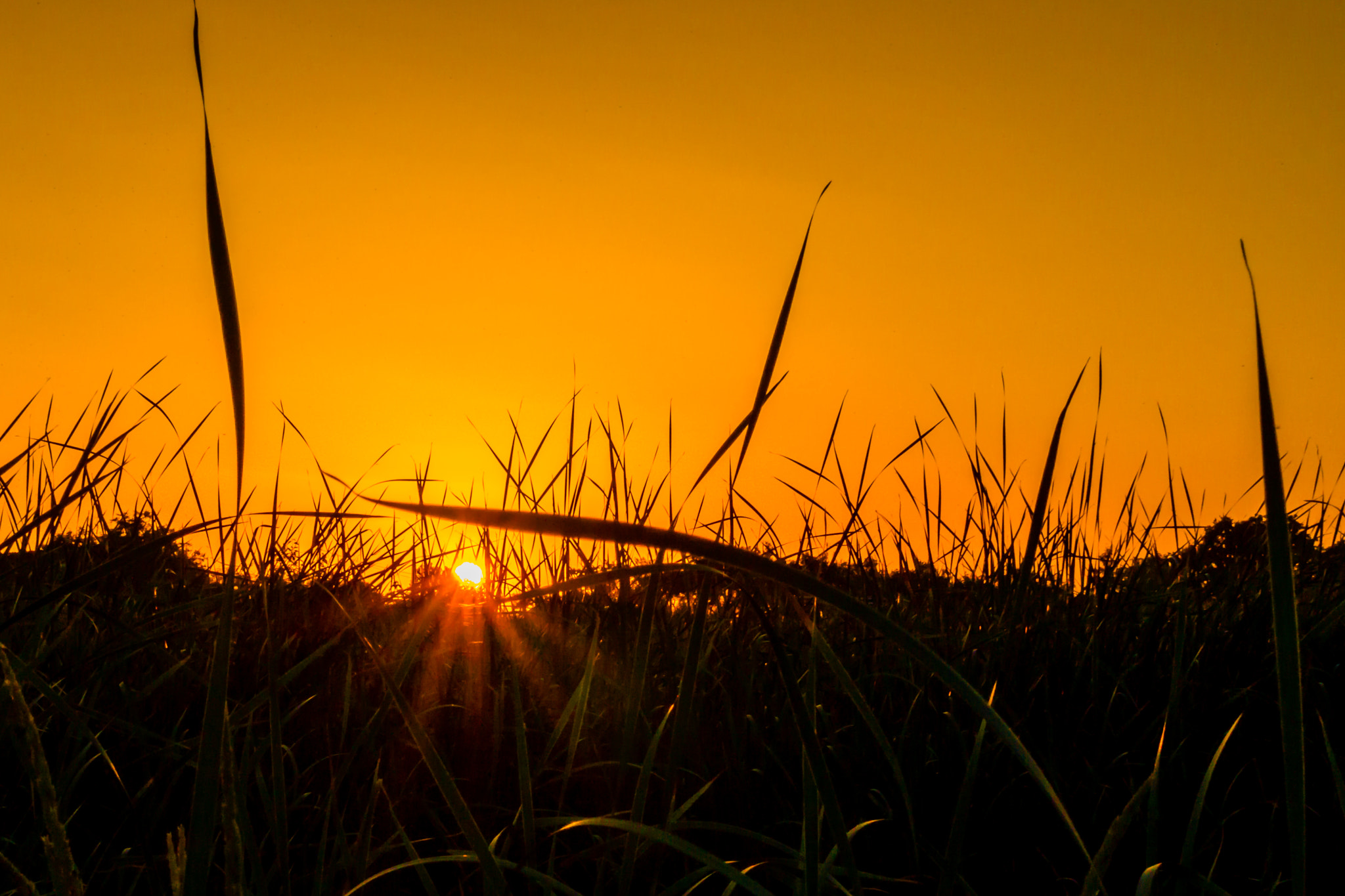 Olympus OM-D E-M10 + Sigma 30mm F2.8 DN Art sample photo. Sunset over the swamp photography