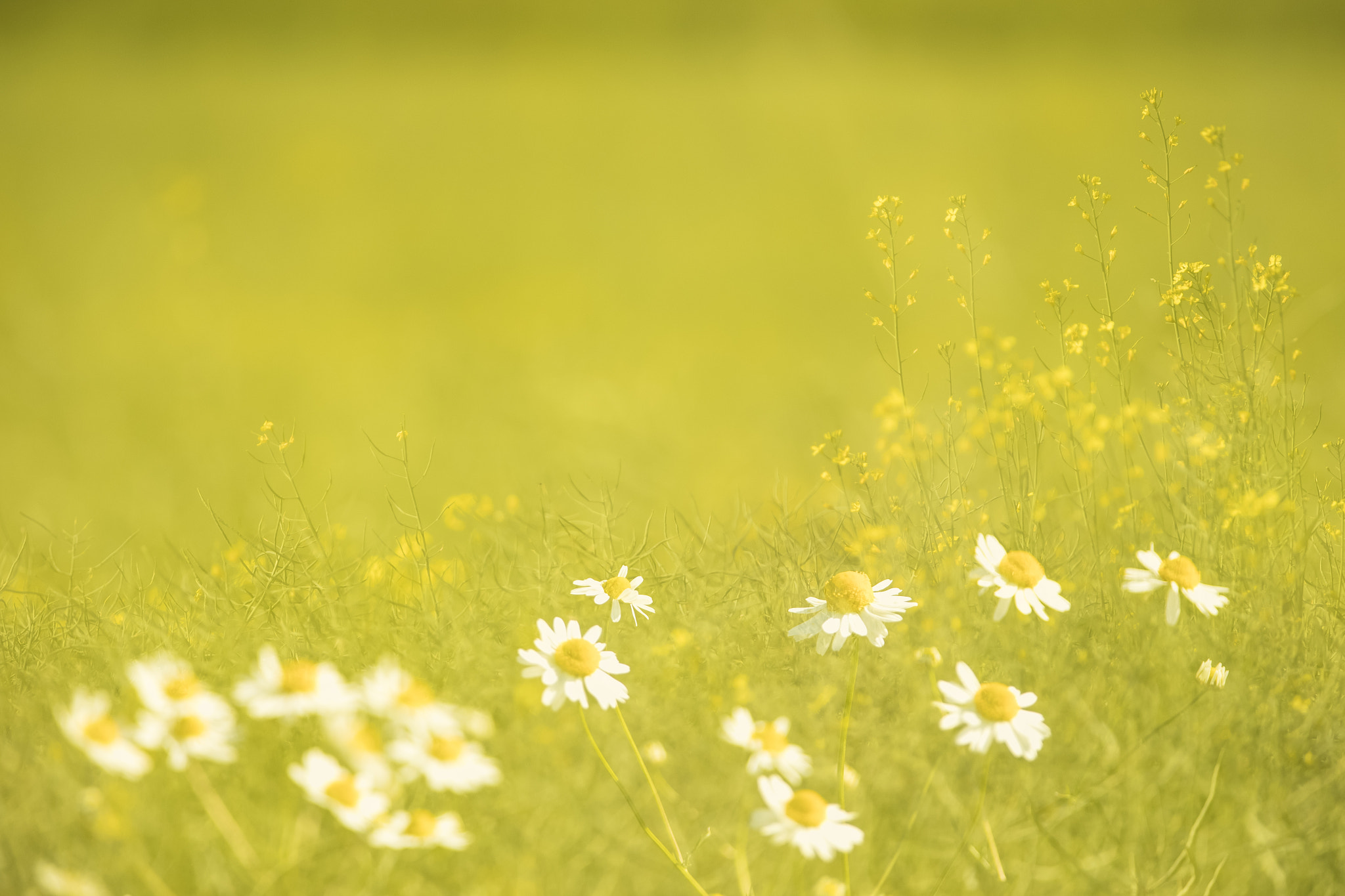 Canon EF 300mm F2.8L IS USM sample photo. Summer colours photography