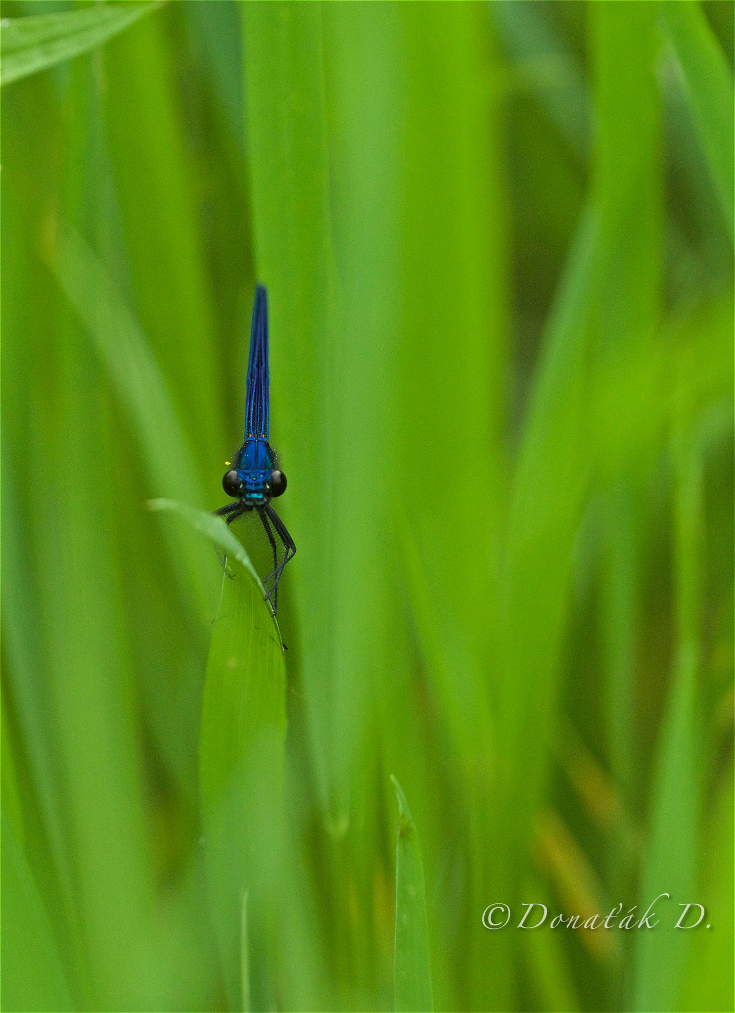 Canon EF 200-400mm F4L IS USM Extender 1.4x sample photo. Libelle photography