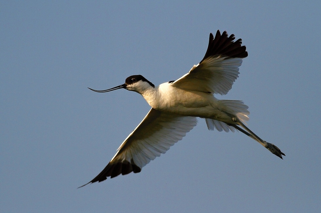 Canon EF 400mm F5.6L USM sample photo. Avocet photography