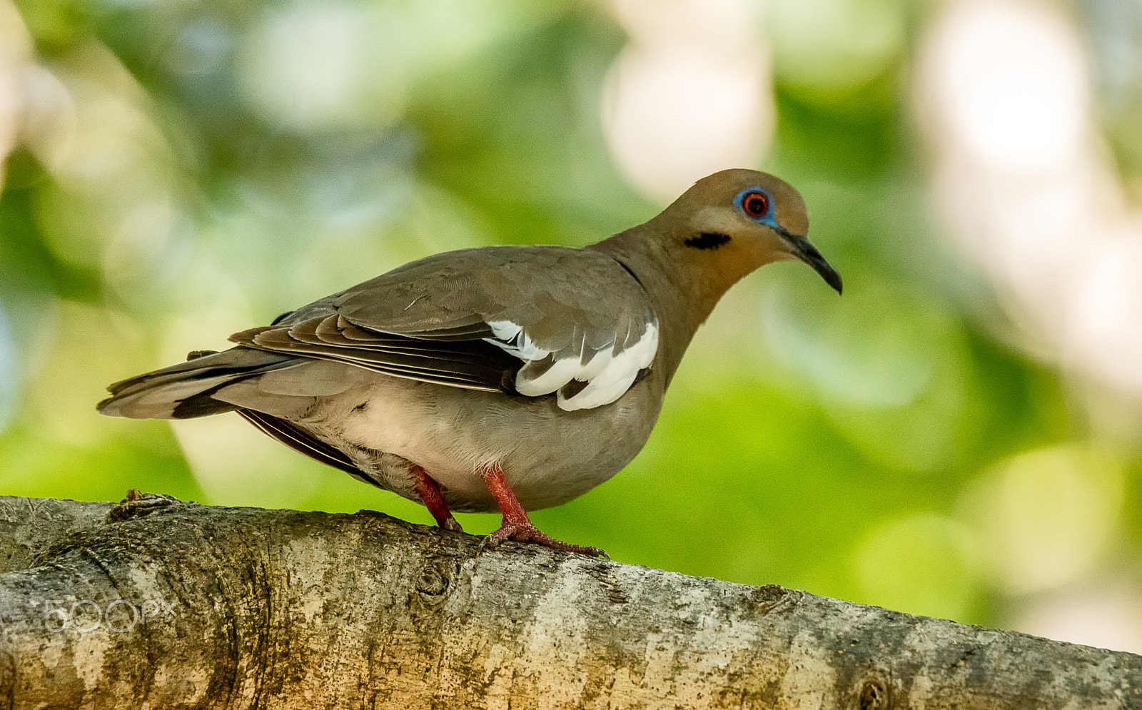 150-600mm F5-6.3 DG OS HSM | Sports 014 sample photo. White-winged dove photography