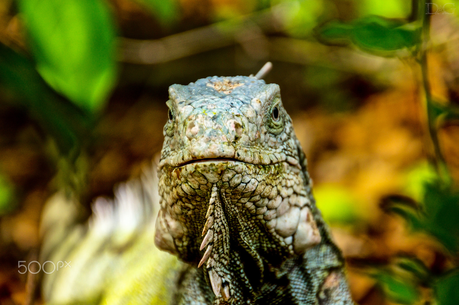 Sigma 18-250mm F3.5-6.3 DC OS HSM sample photo. Leguan - 09 photography