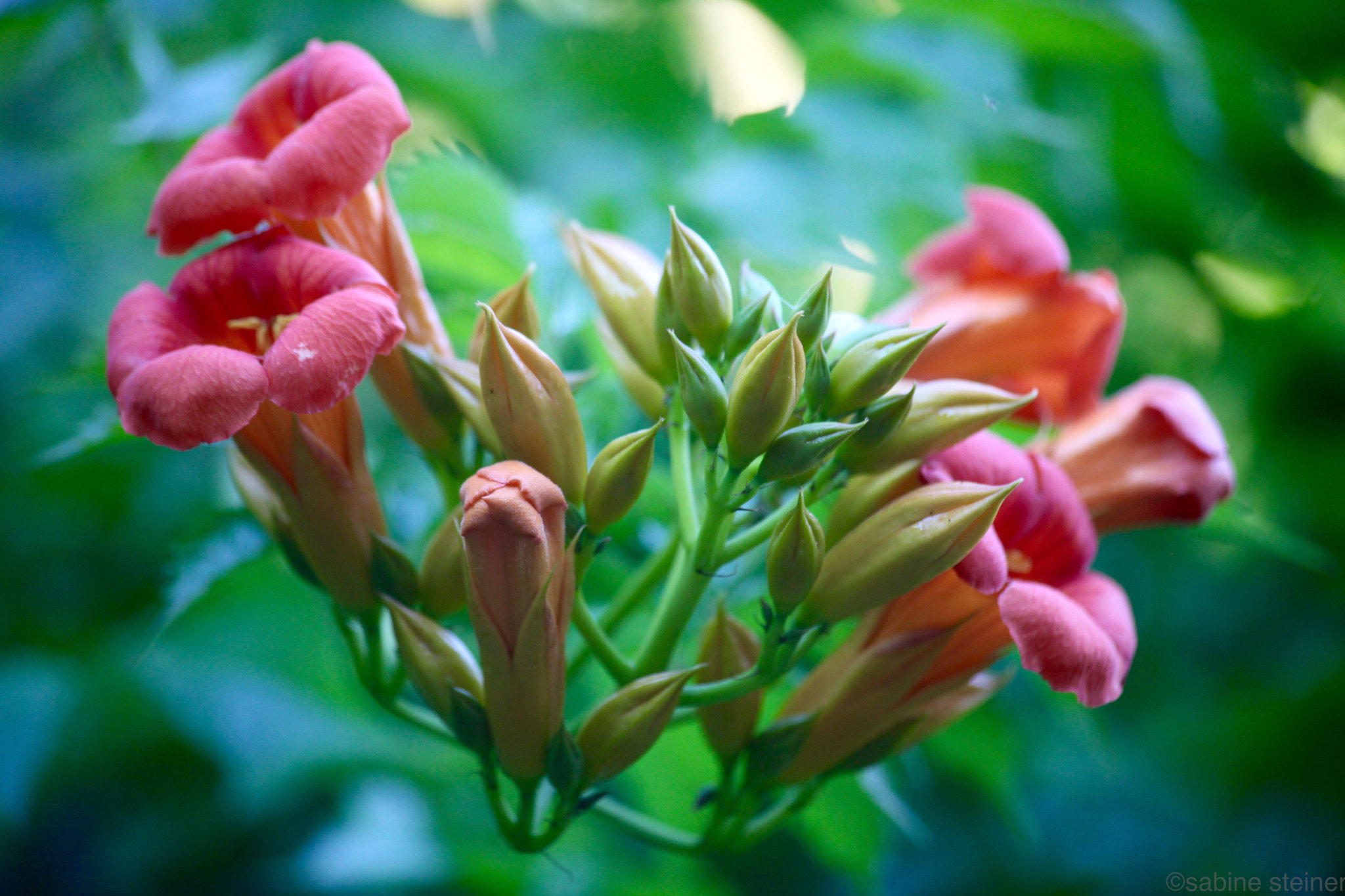 Canon EF 70-300mm F4-5.6 IS USM sample photo. Flower photography