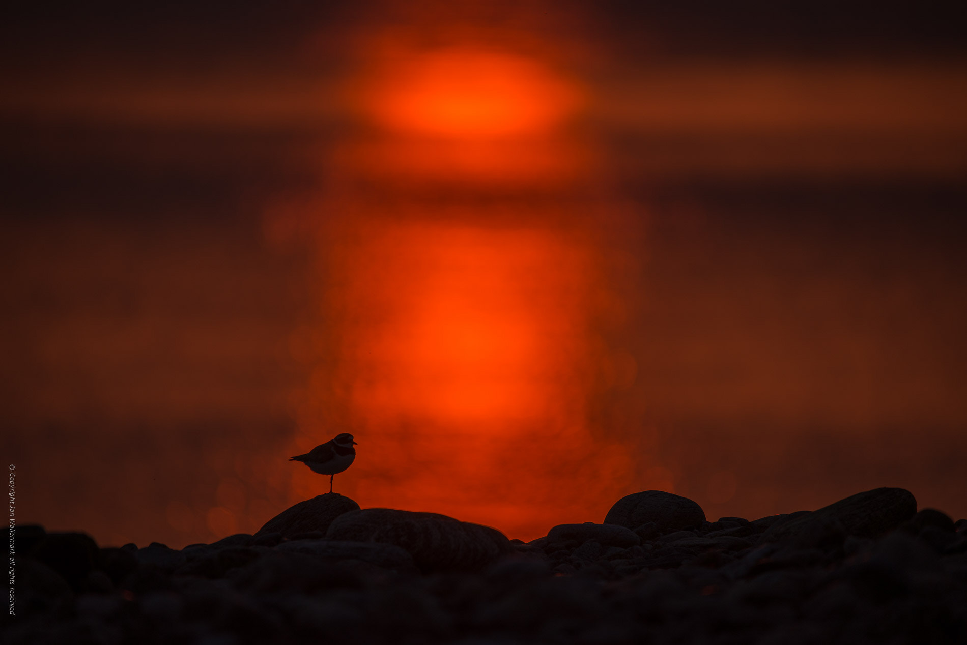 Sigma 150-600mm F5-6.3 DG OS HSM | S sample photo. Good night ll photography