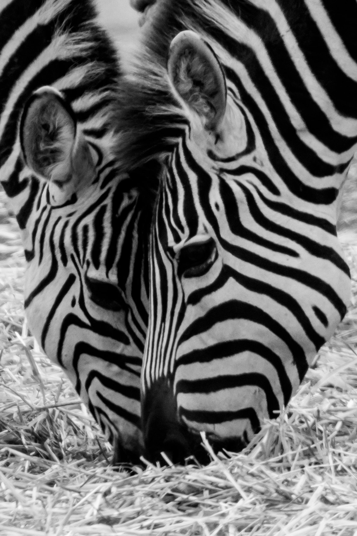 Canon EF 100-400mm F4.5-5.6L IS II USM sample photo. Zebras photography