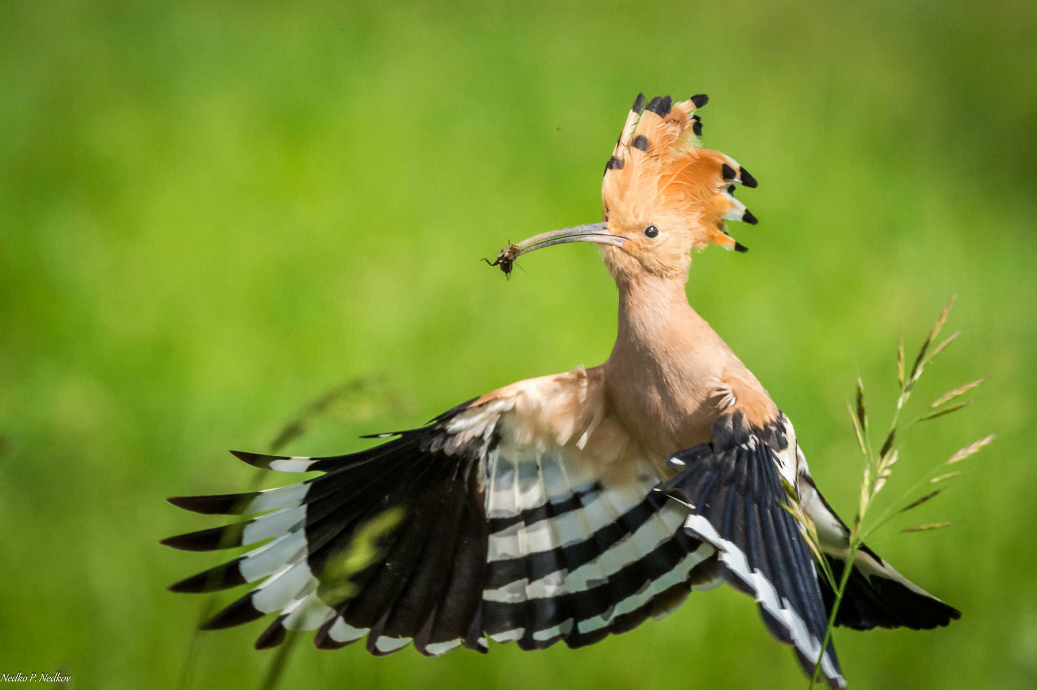 Nikon AF-S Nikkor 600mm F4E FL ED VR sample photo. Hoopoe photography
