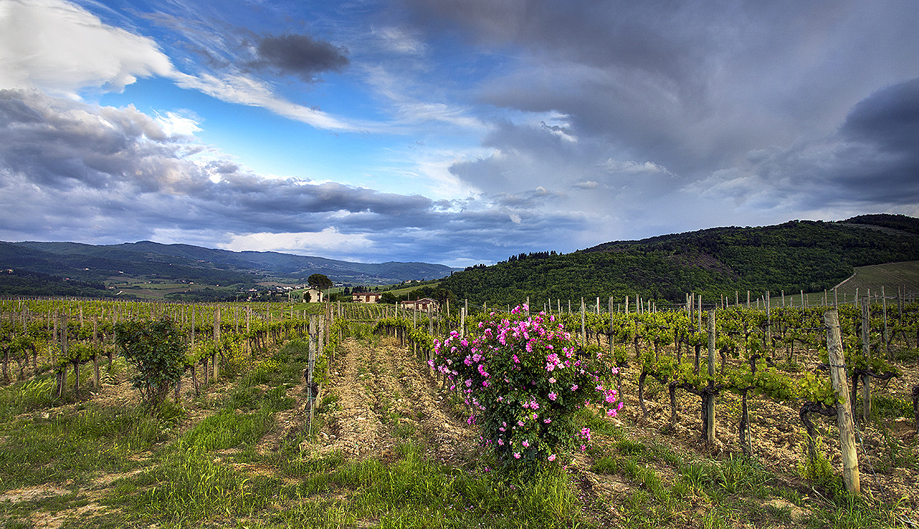 Pentax smc DA 14mm F2.8 ED (IF) sample photo. Roses an vines photography