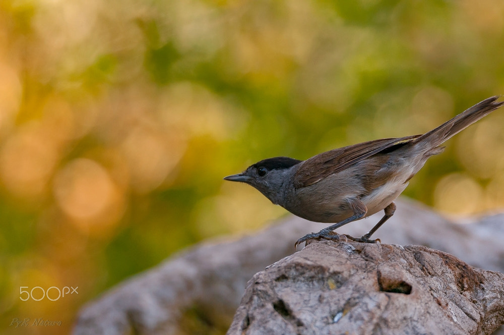 Nikon D300S sample photo. Antes del vuelo photography