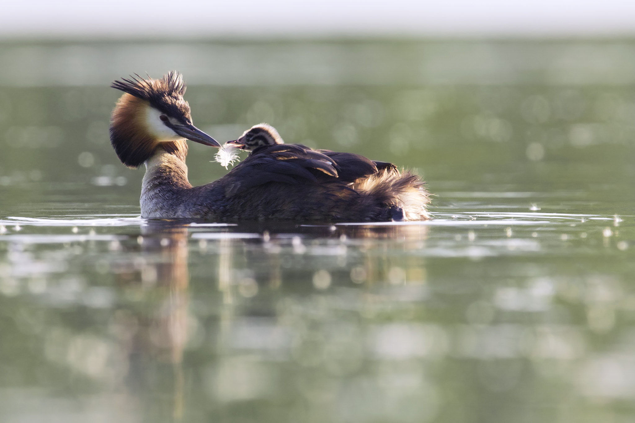 Canon EF 300mm F2.8L IS II USM sample photo. Great crested grebe baby photography