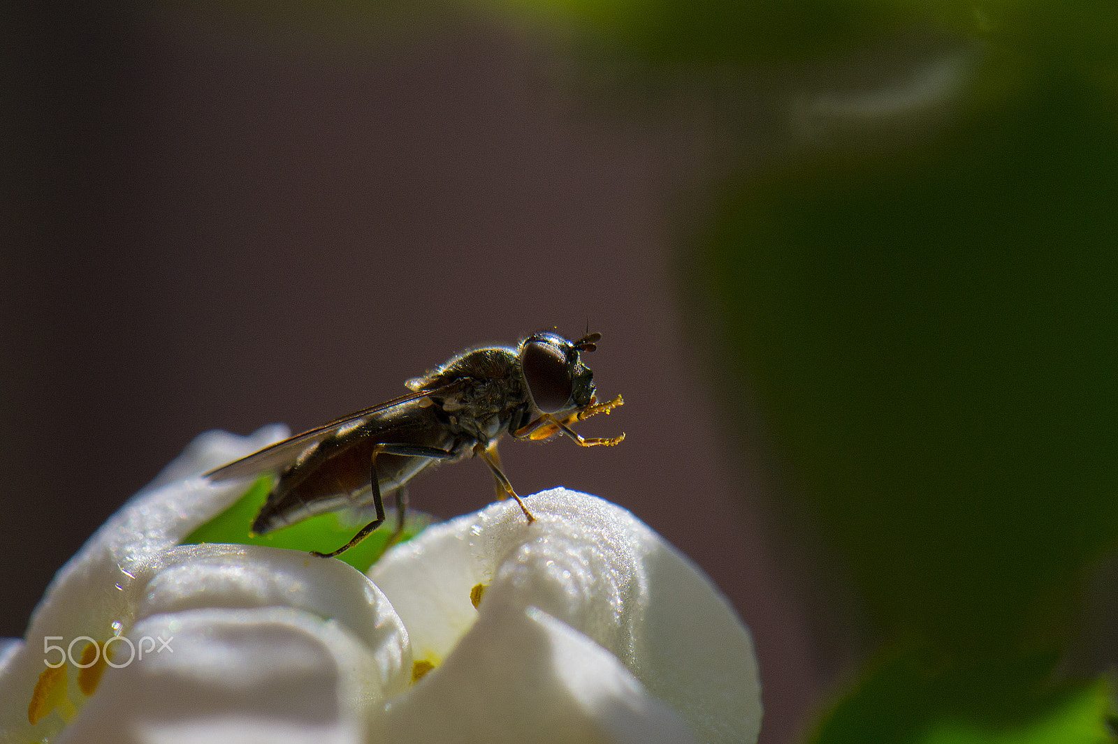 Nikon AF-S DX Micro-Nikkor 85mm F3.5G ED VR sample photo. Wash photography