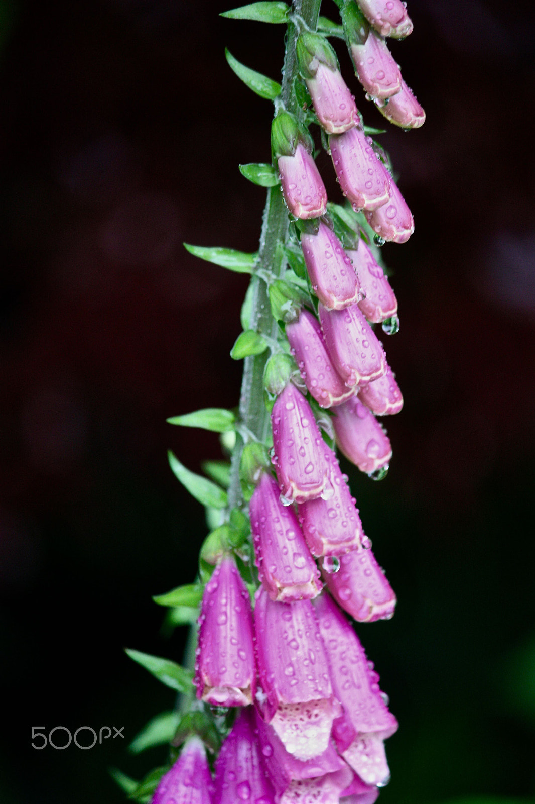 Canon EOS 450D (EOS Rebel XSi / EOS Kiss X2) sample photo. Foxgloves in the rain photography