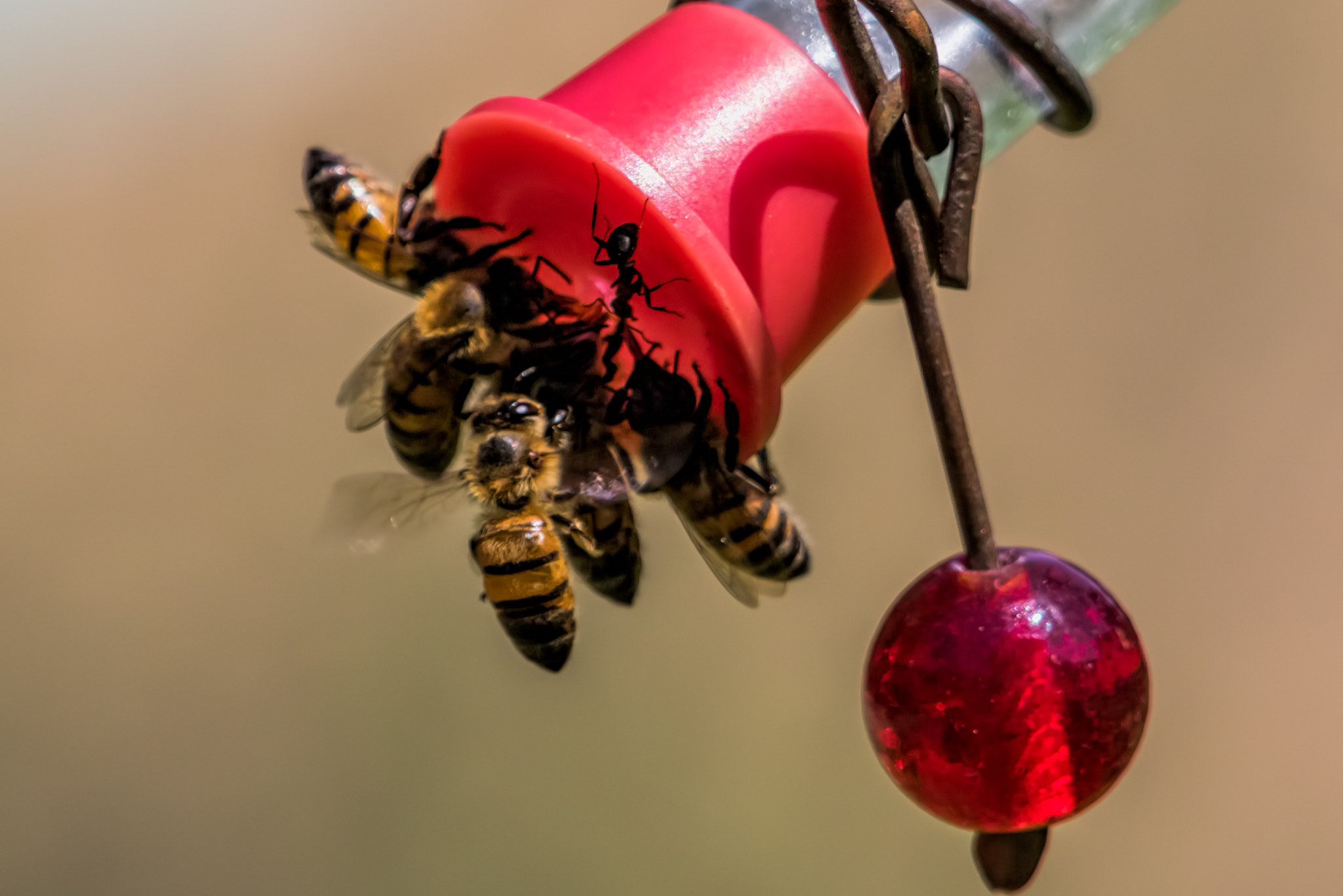 Canon EF 180mm F3.5L Macro USM sample photo. Edit photography