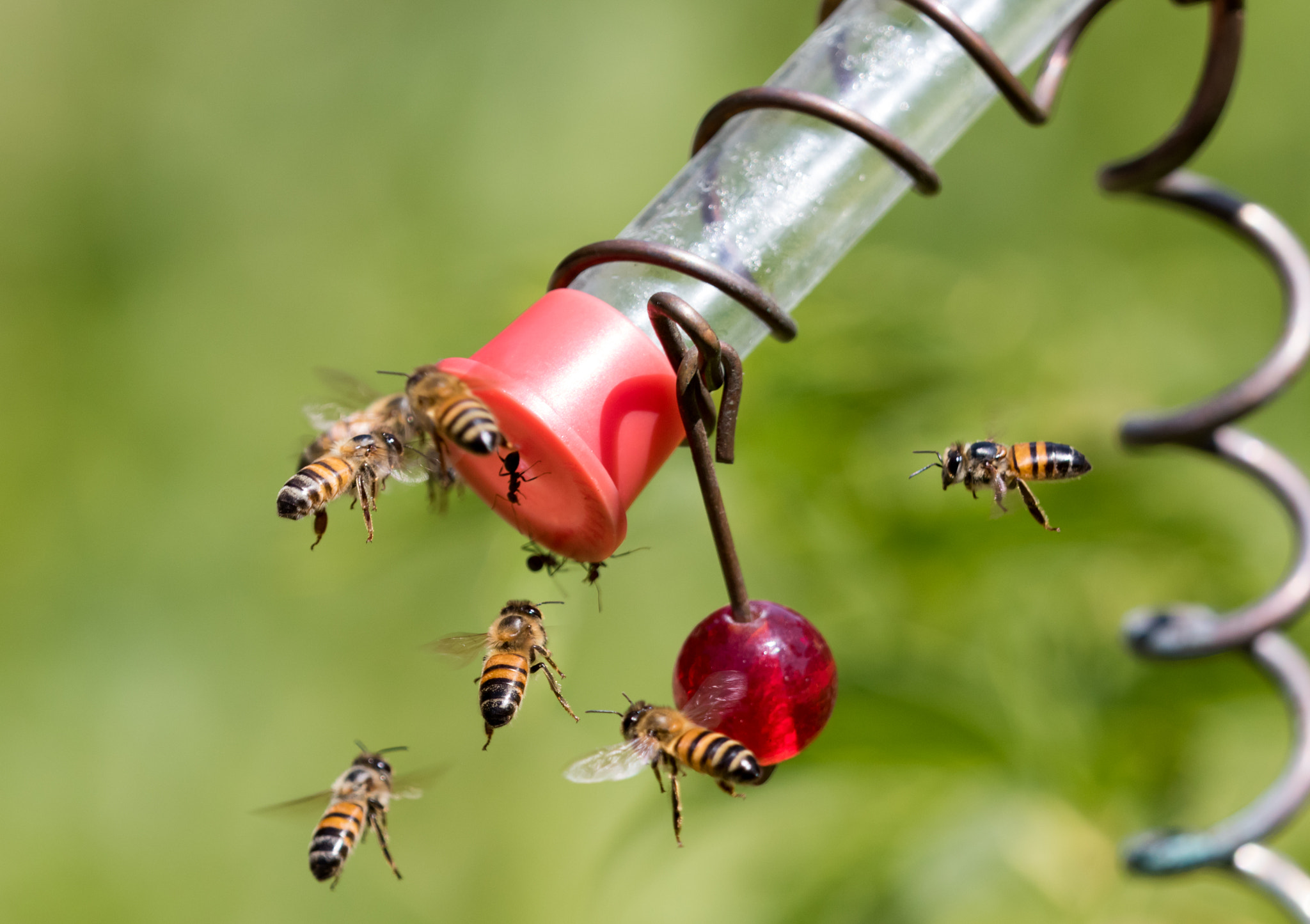 Canon EF 180mm F3.5L Macro USM sample photo. Pw4a3514-2.jpg photography