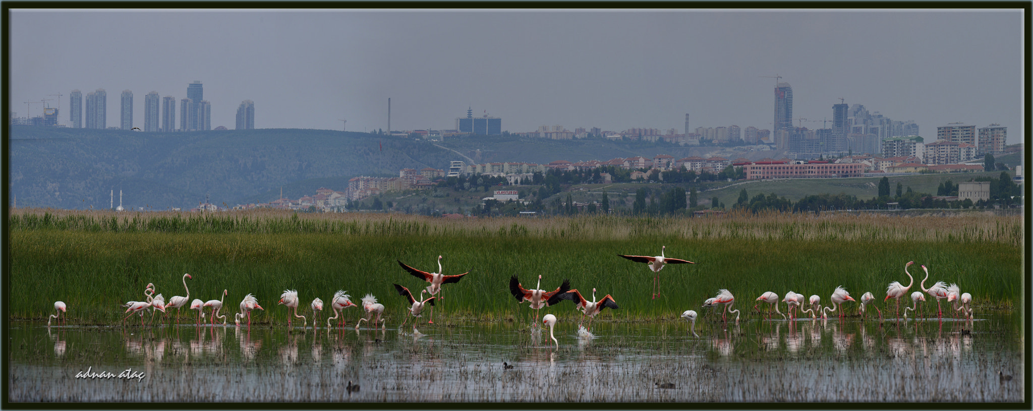 Nikon D4 + Sigma 150-600mm F5-6.3 DG OS HSM | S sample photo. Flamingo - phoenicopterus roseus - greater flamingo photography