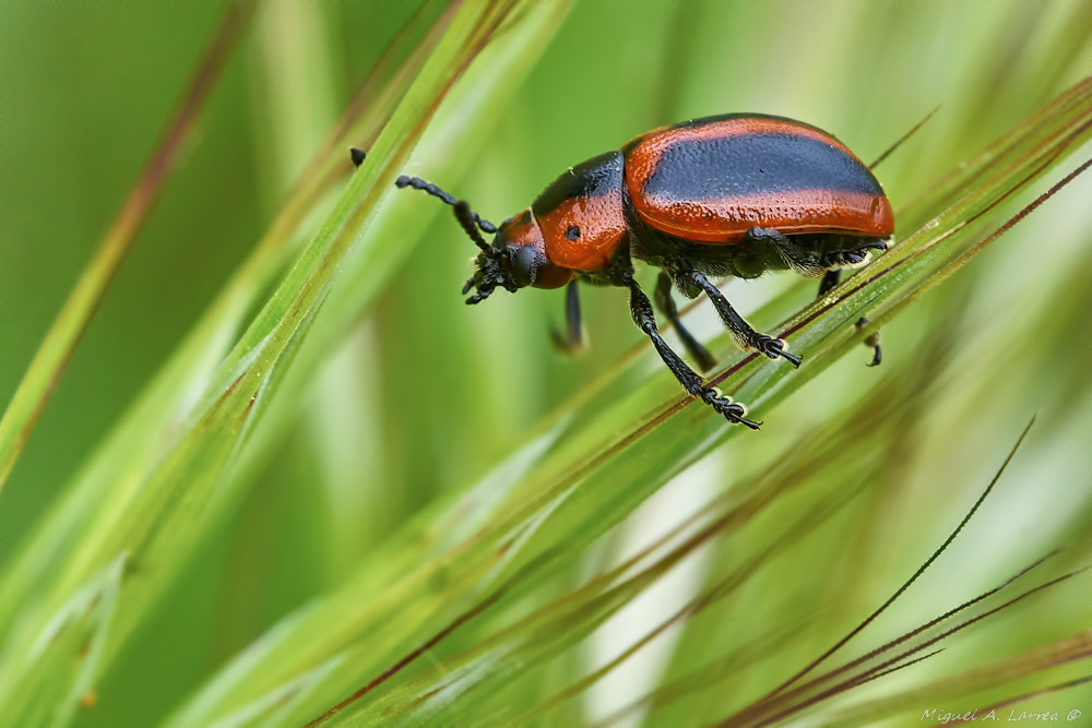 Sony ILCA-77M2 sample photo. Chrysomelidae photography