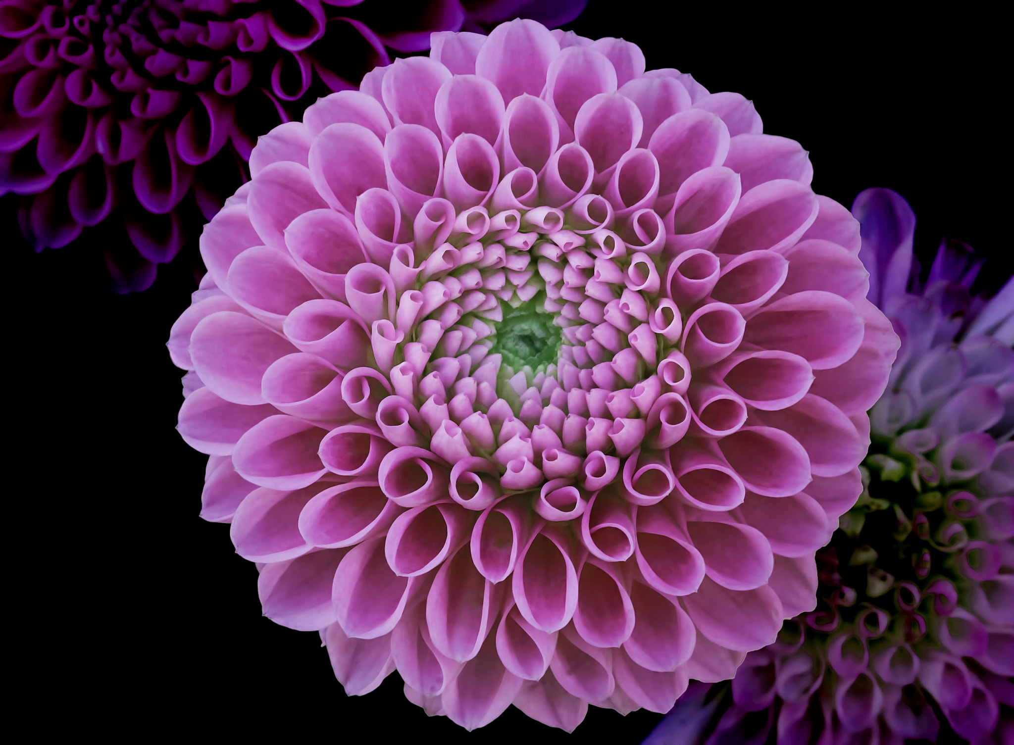 Sigma 105mm F2.8 EX DG OS HSM sample photo. Pink dhalia photography