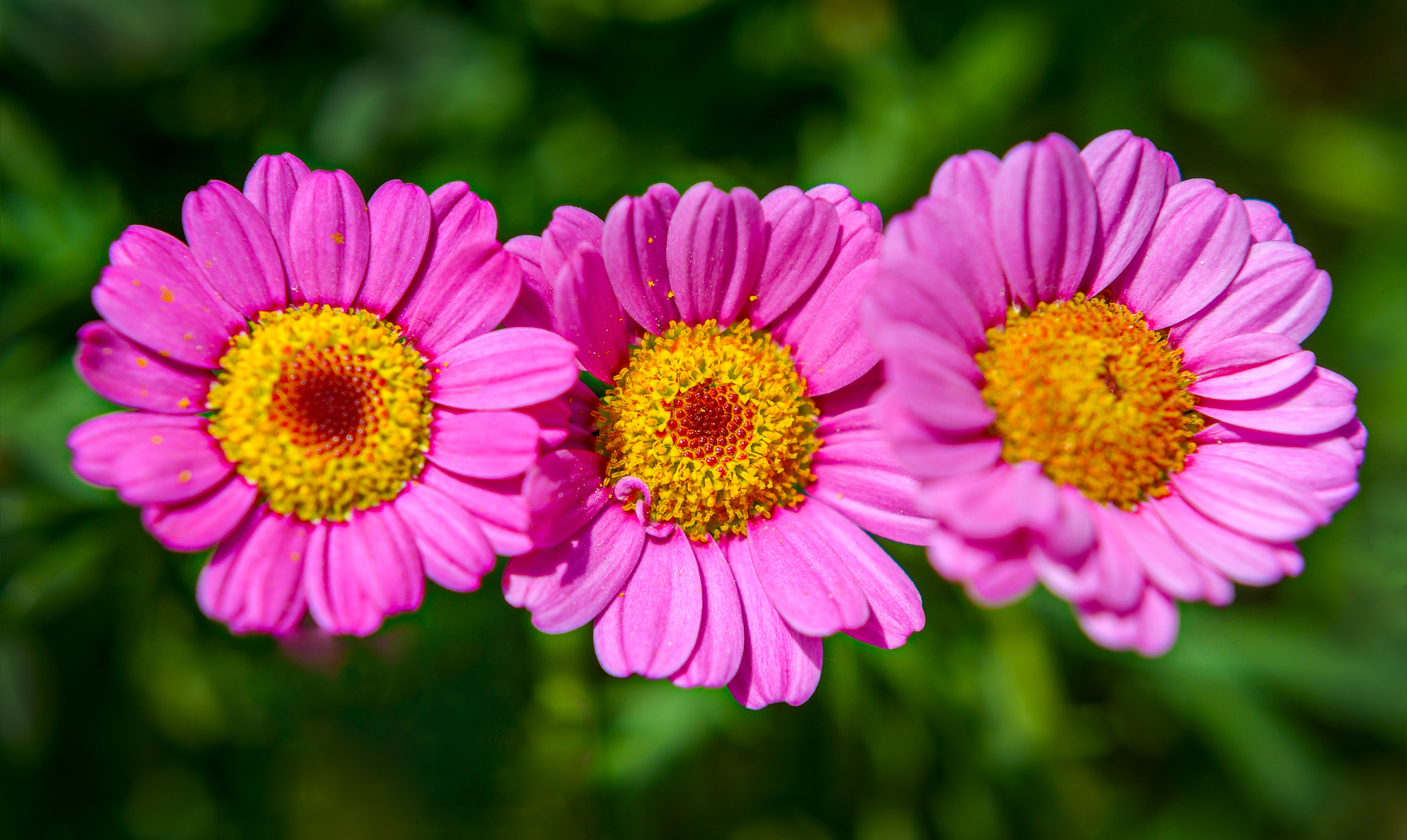 Nikon D800 + AF Nikkor 50mm f/1.8 sample photo. Three in a row photography