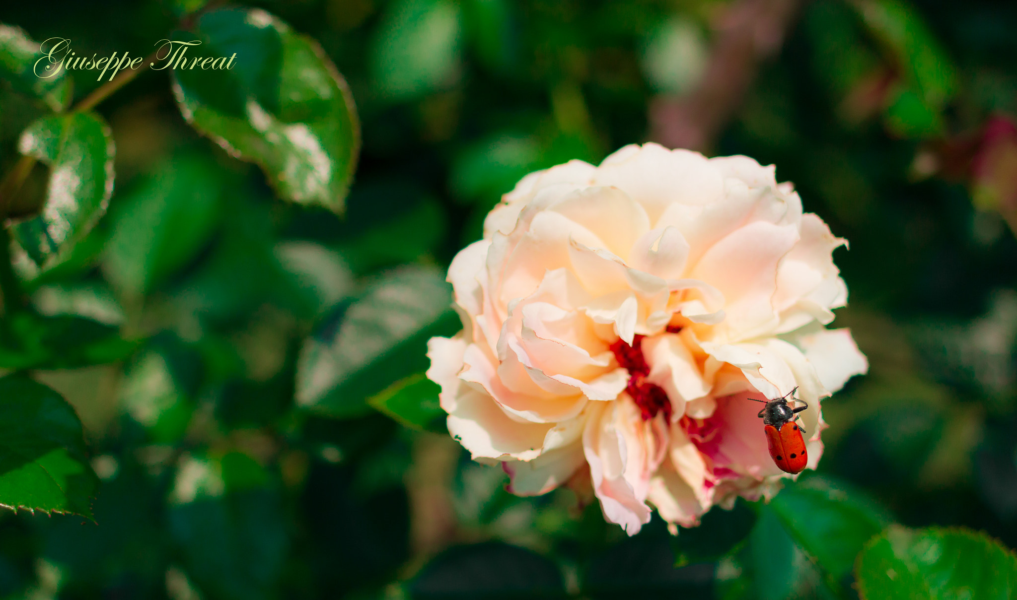 Canon EF 24mm F2.8 IS USM sample photo. Ladybug photography