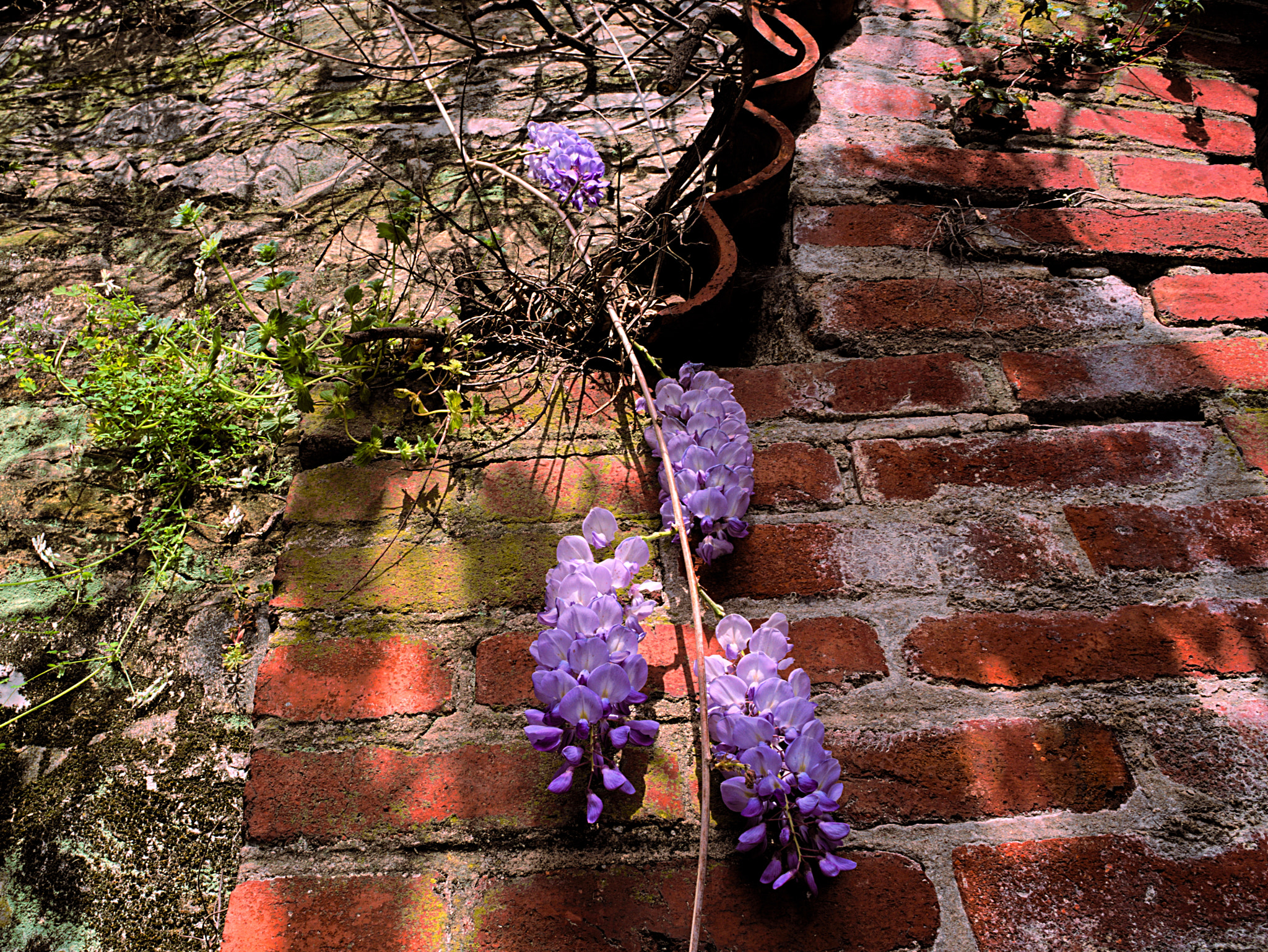 Manual Lens No CPU sample photo. Wisteria wall photography