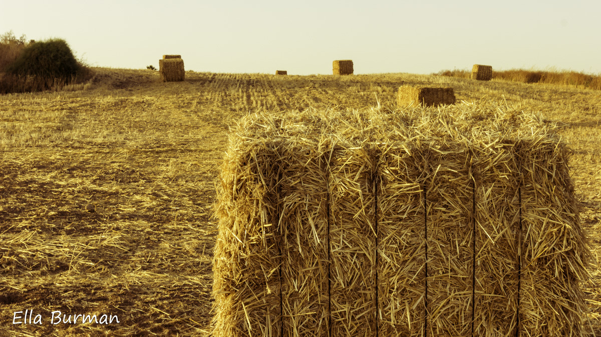 Canon EF 16-35mm F2.8L II USM sample photo. Golden field photography