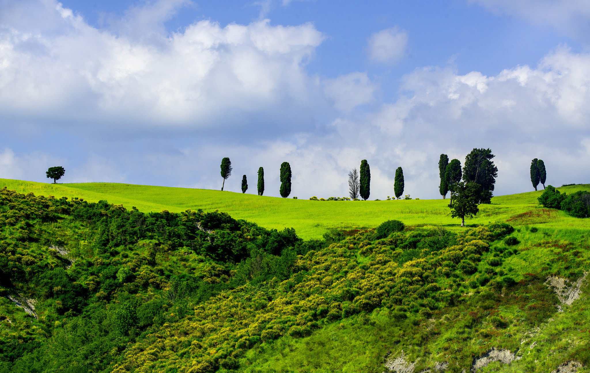 Canon EF 100-400mm F4.5-5.6L IS II USM sample photo. Cypress tree affection photography
