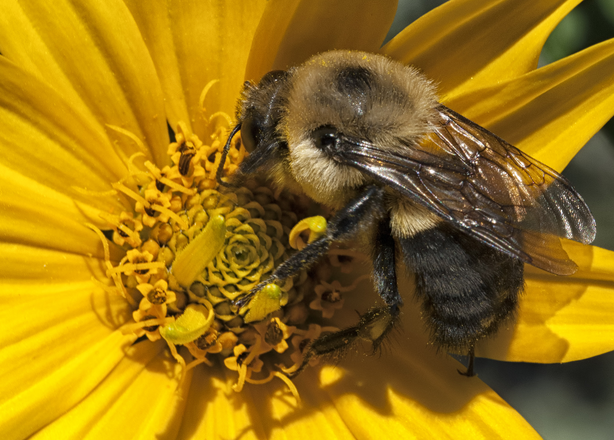 Nikon D200 + Sigma 105mm F2.8 EX DG OS HSM sample photo. Bombus griseocollis honey bee photography