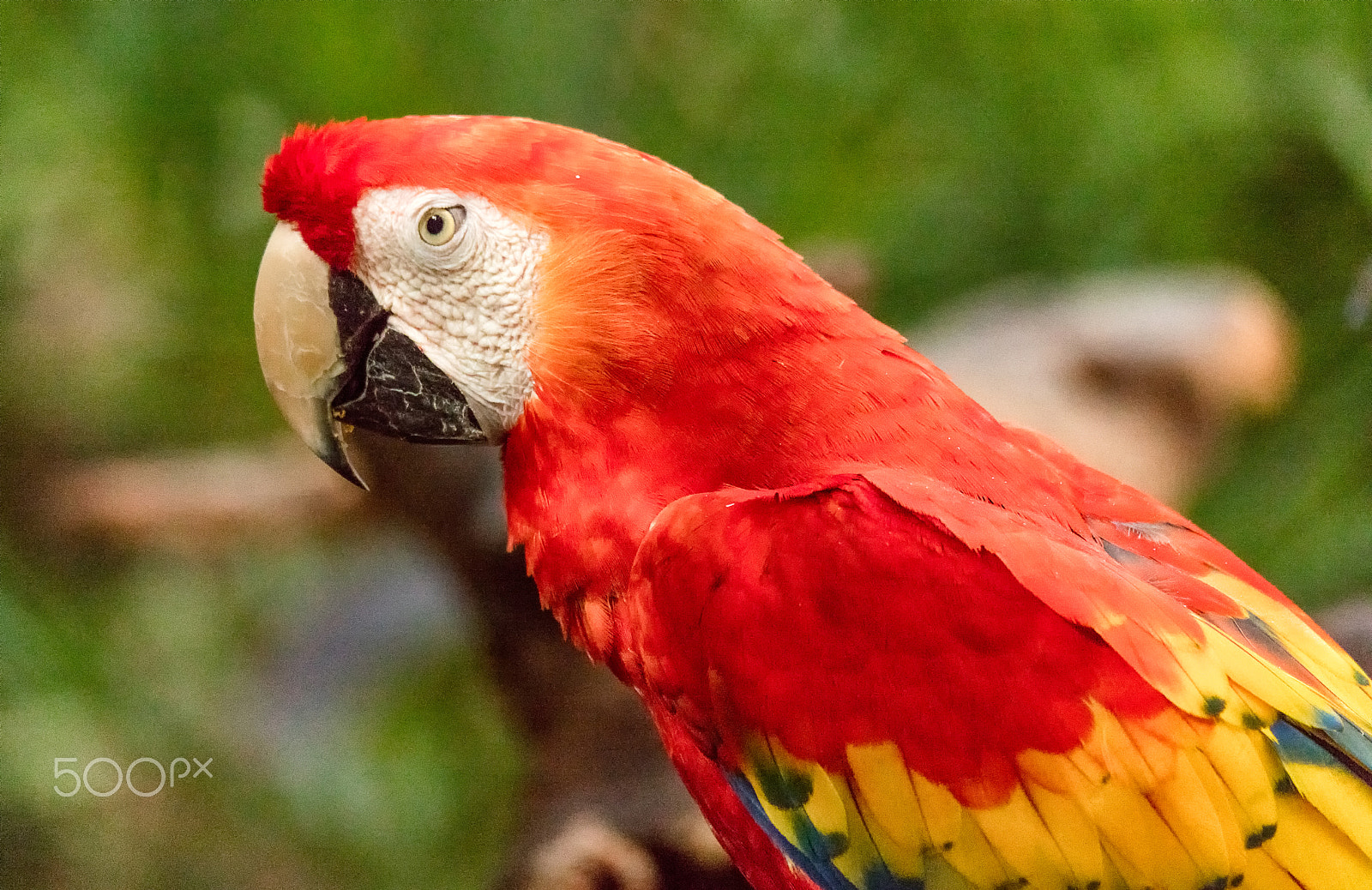 Canon EOS 5DS + 150-600mm F5-6.3 DG OS HSM | Sports 014 sample photo. Scarlet macaw profile photography