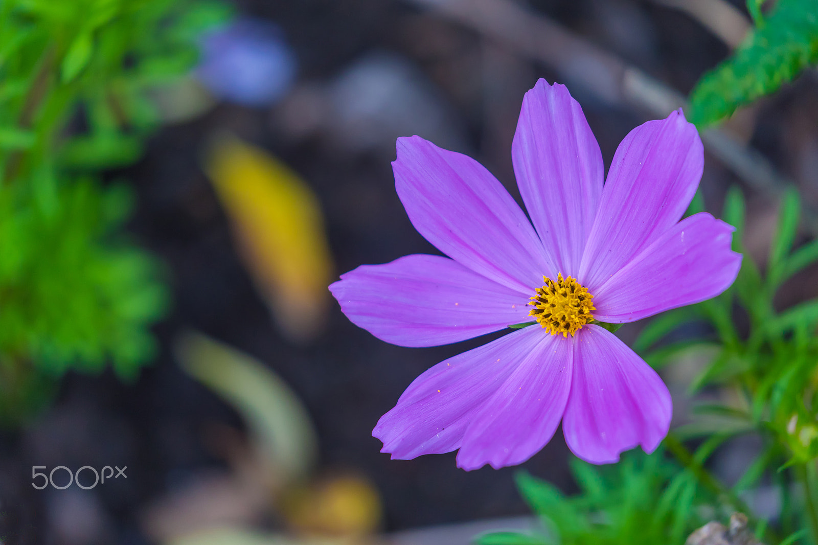Canon EF 100-400mm F4.5-5.6L IS II USM sample photo. Solo photography