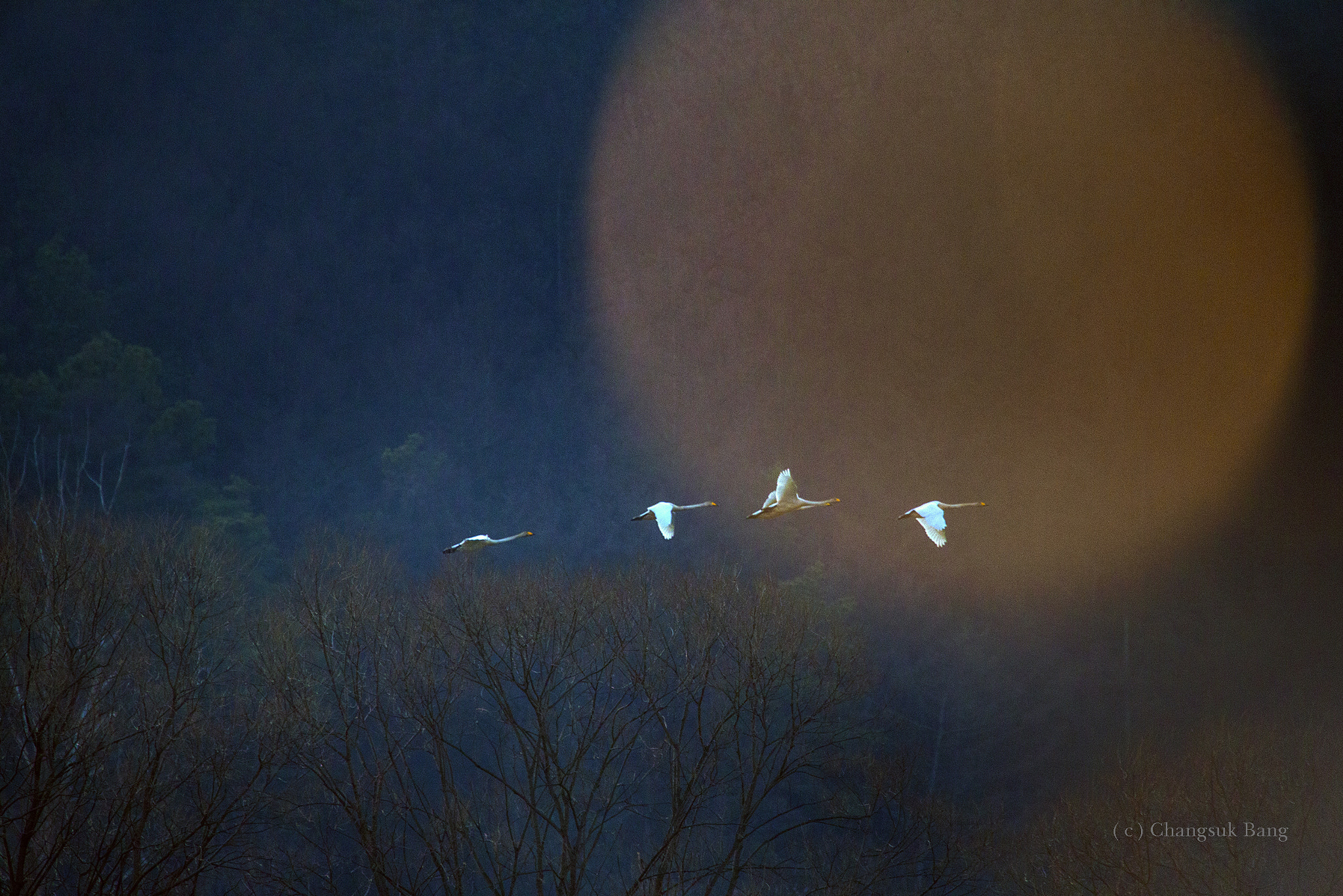 Canon EOS-1D X sample photo. Flying photography