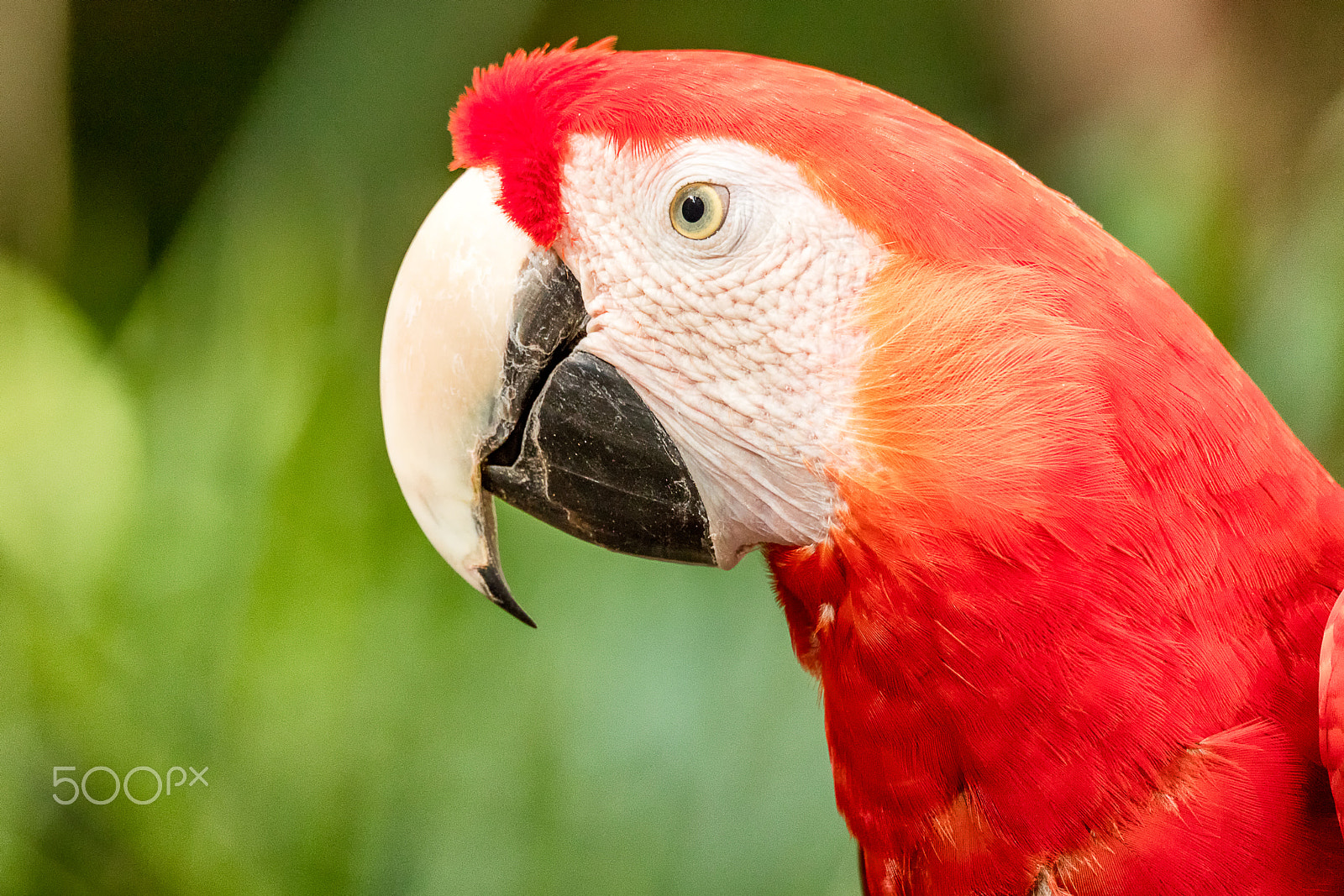 150-600mm F5-6.3 DG OS HSM | Sports 014 sample photo. Scarlet macaw closeup photography