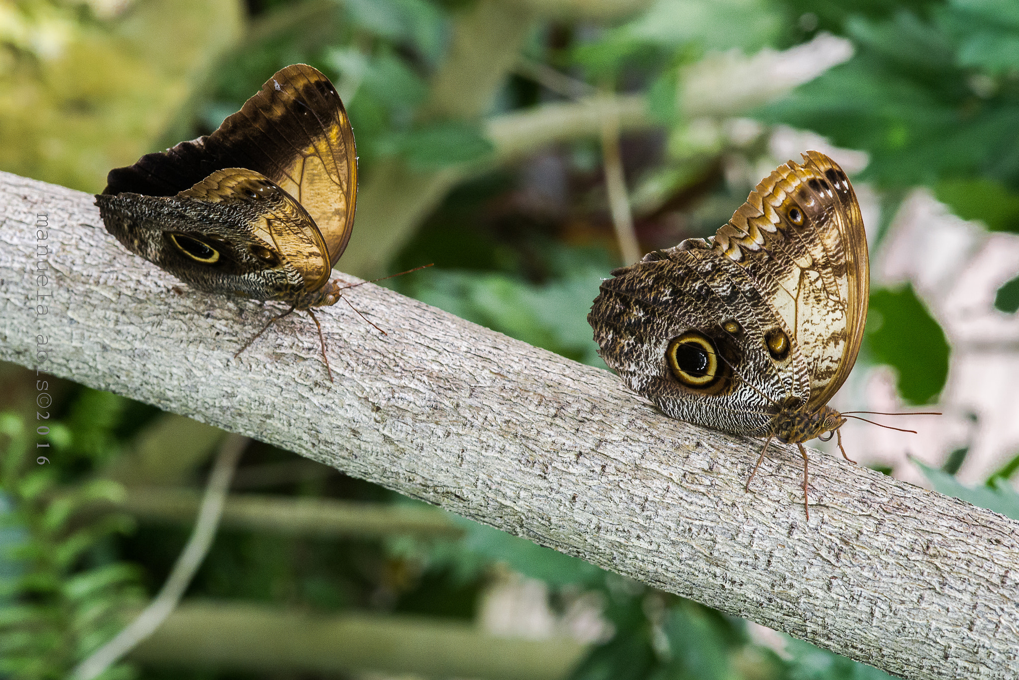 Sigma 105mm F2.8 EX DG Macro sample photo. Butterfly photography