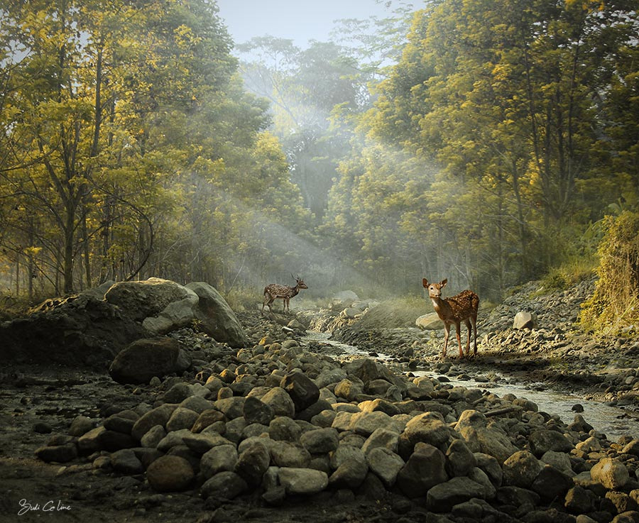 Canon EF-S 18-55mm F3.5-5.6 sample photo. Morning harmony in the forest photography