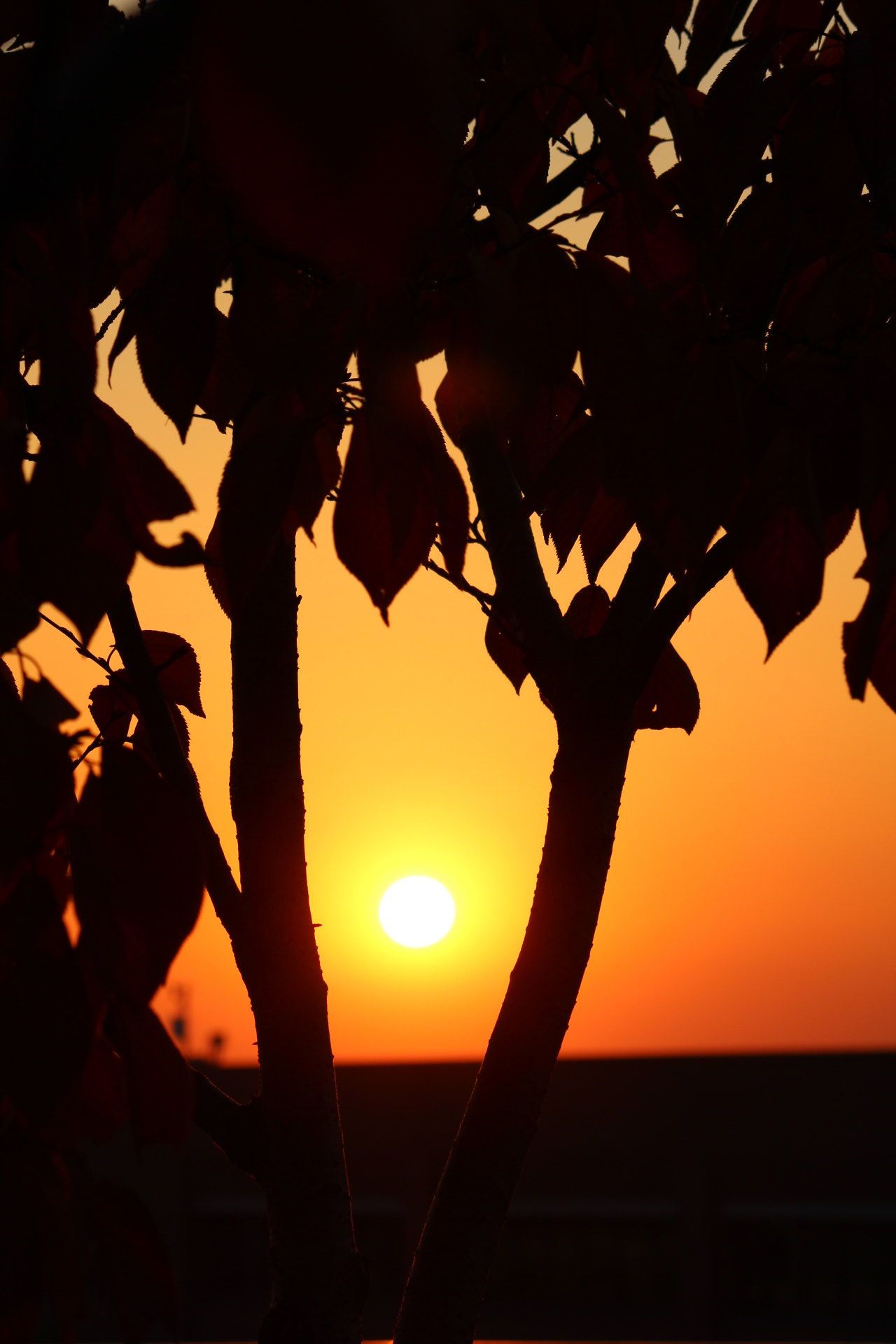 Canon EOS 600D (Rebel EOS T3i / EOS Kiss X5) sample photo. Sunset photography