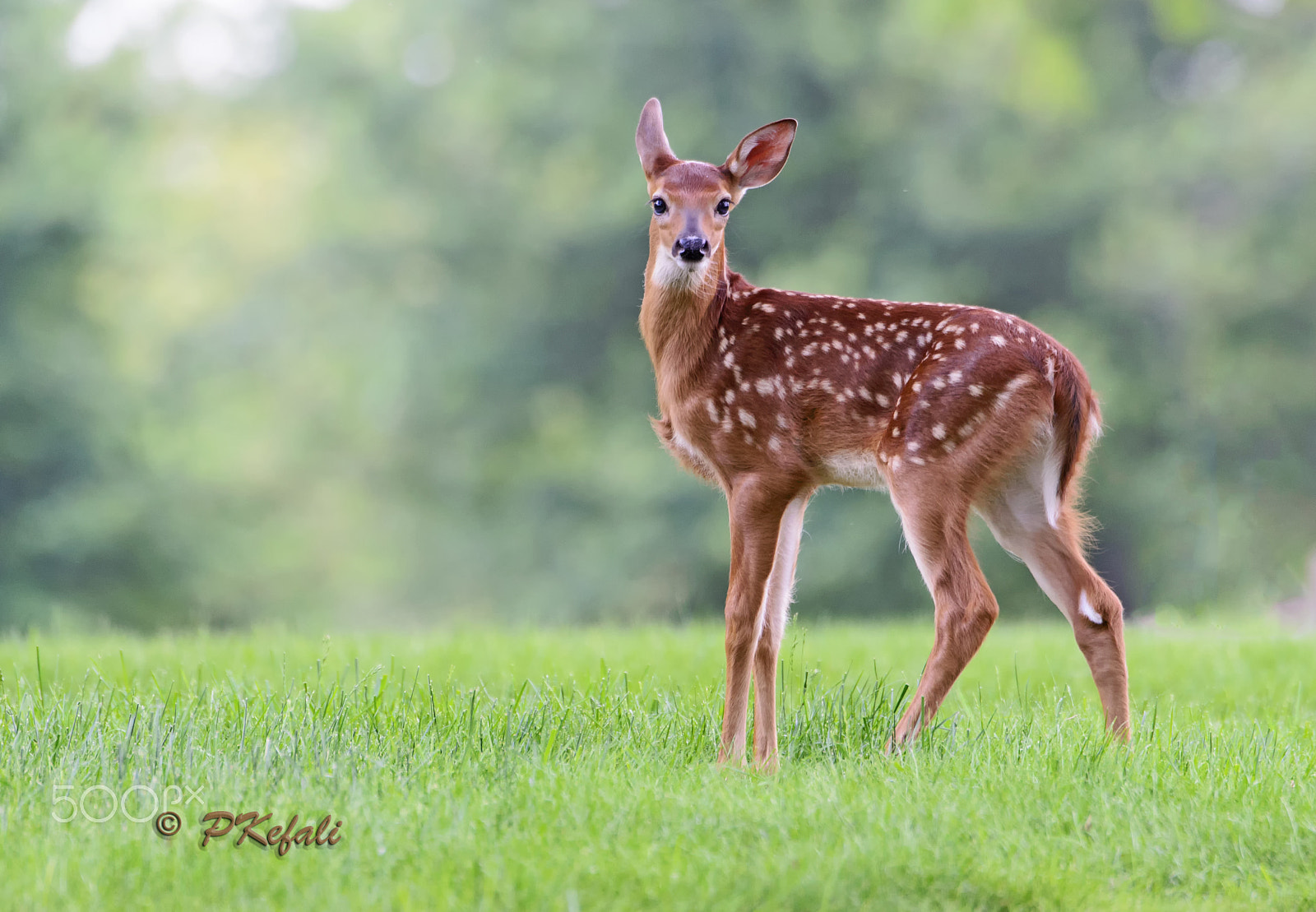 Nikon D600 sample photo. Fawn photography