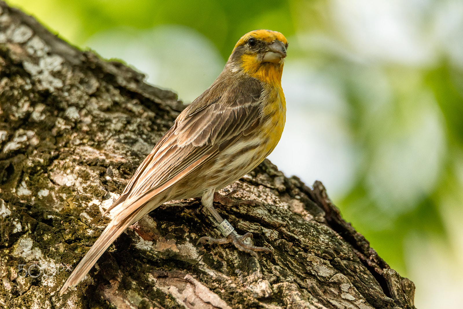150-600mm F5-6.3 DG OS HSM | Sports 014 sample photo. Bullock's oriole photography