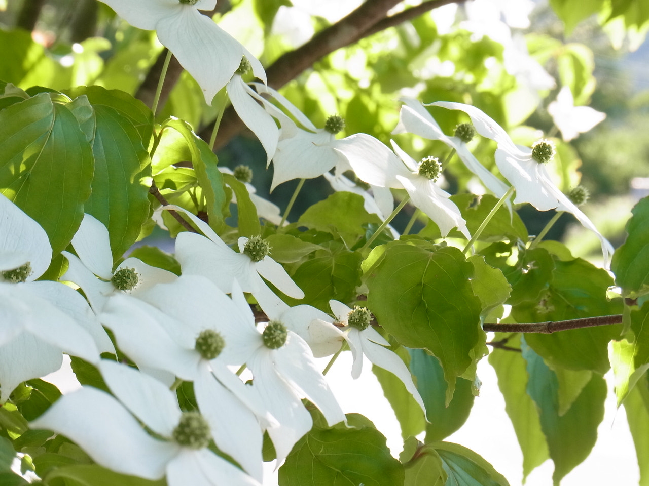 Ricoh CX5 sample photo. ヤマボウシ photography