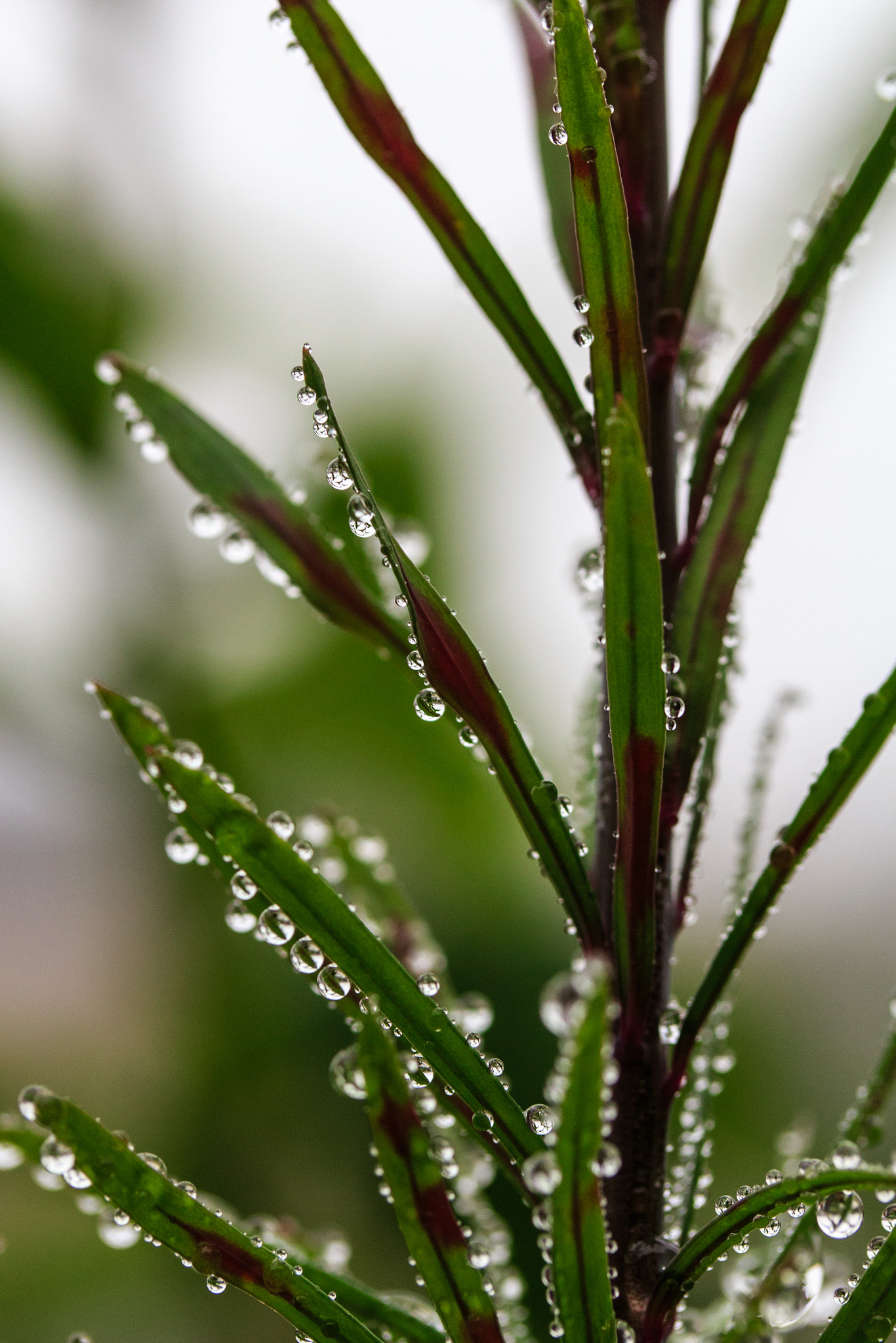 Canon EF-S 60mm F2.8 Macro USM sample photo. Mist droplets photography
