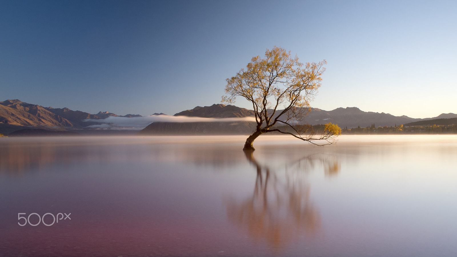 Nikon D810 + Nikon AF Nikkor 20mm F2.8D sample photo. That wanaka tree, new zealand photography