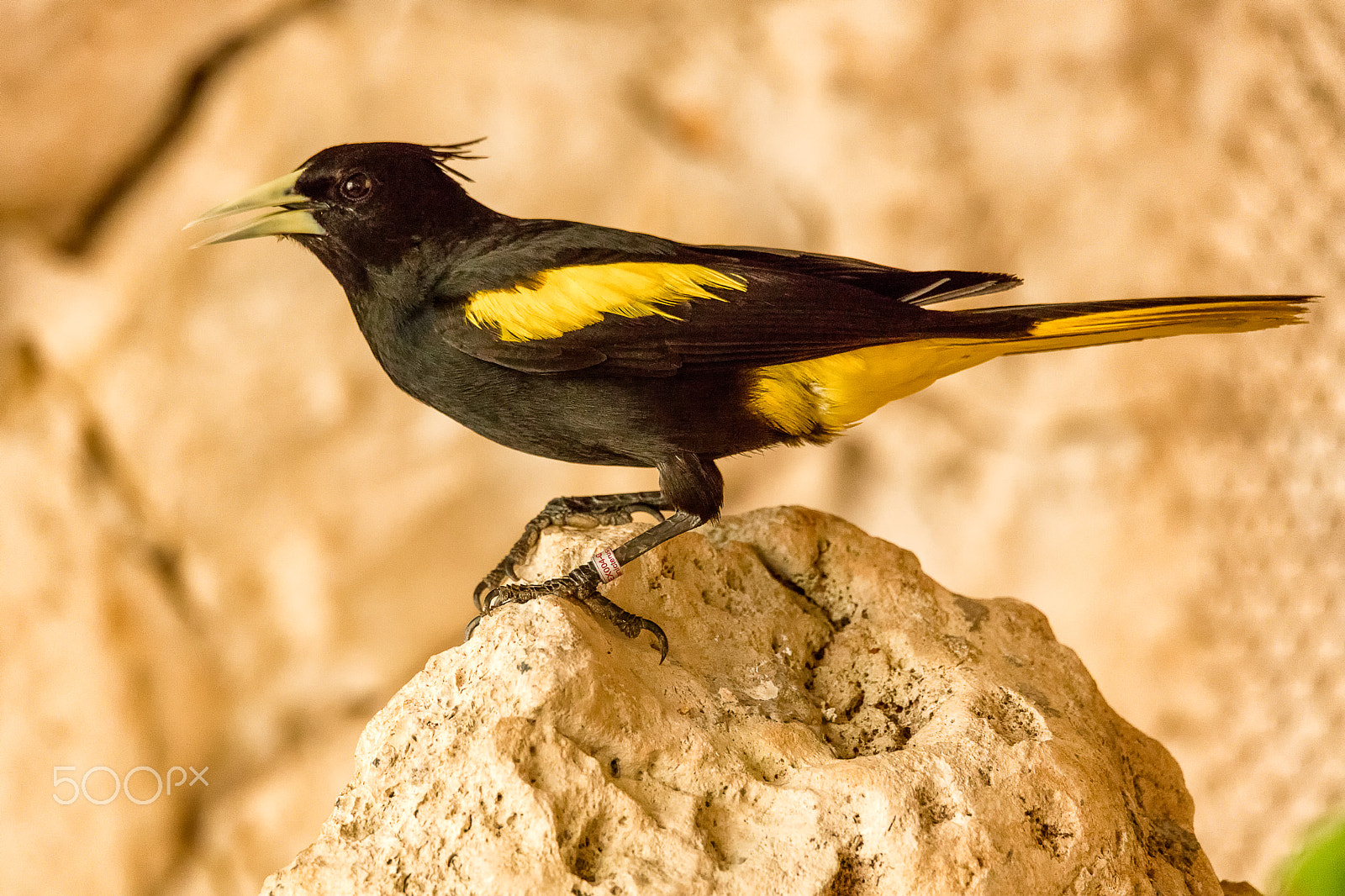 150-600mm F5-6.3 DG OS HSM | Sports 014 sample photo. Bird do not know breed photography