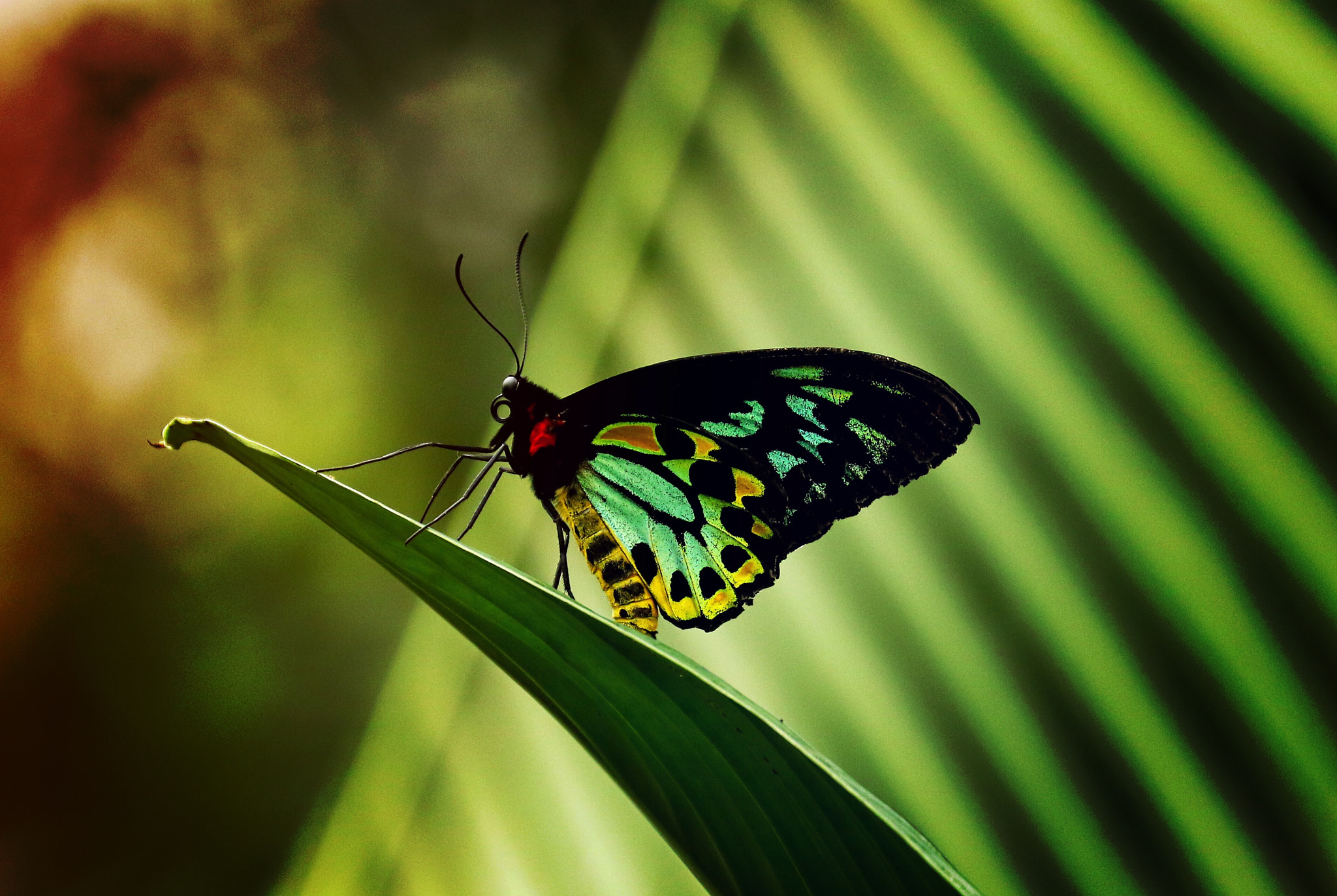 Canon EF 70-300mm F4-5.6L IS USM sample photo. Peaceful butterfly photography