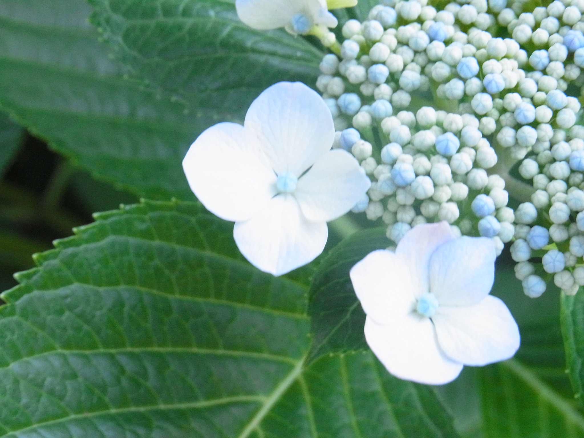 Ricoh CX4 sample photo