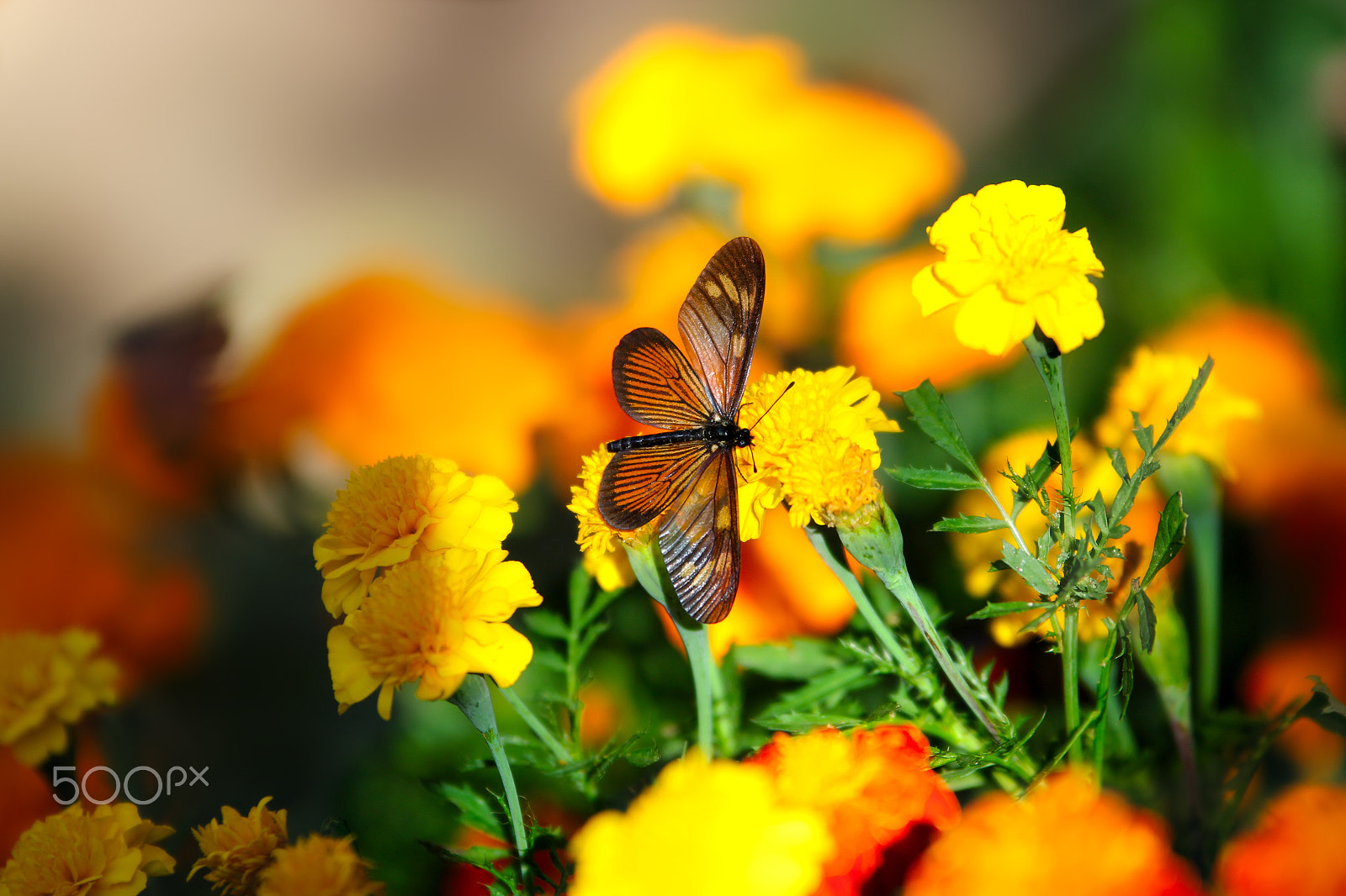 Sigma 70-200mm F2.8 EX DG OS HSM sample photo. Butterfly photography