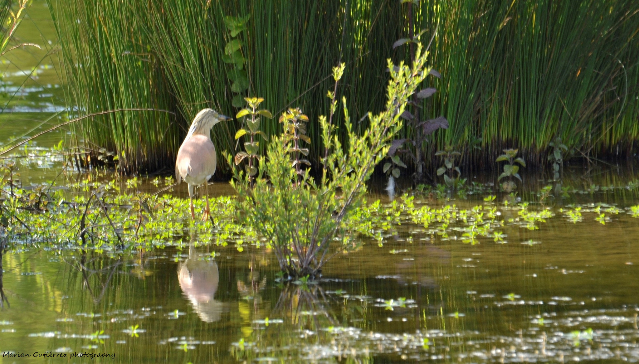 Sigma 120-400mm F4.5-5.6 DG OS HSM sample photo. () photography