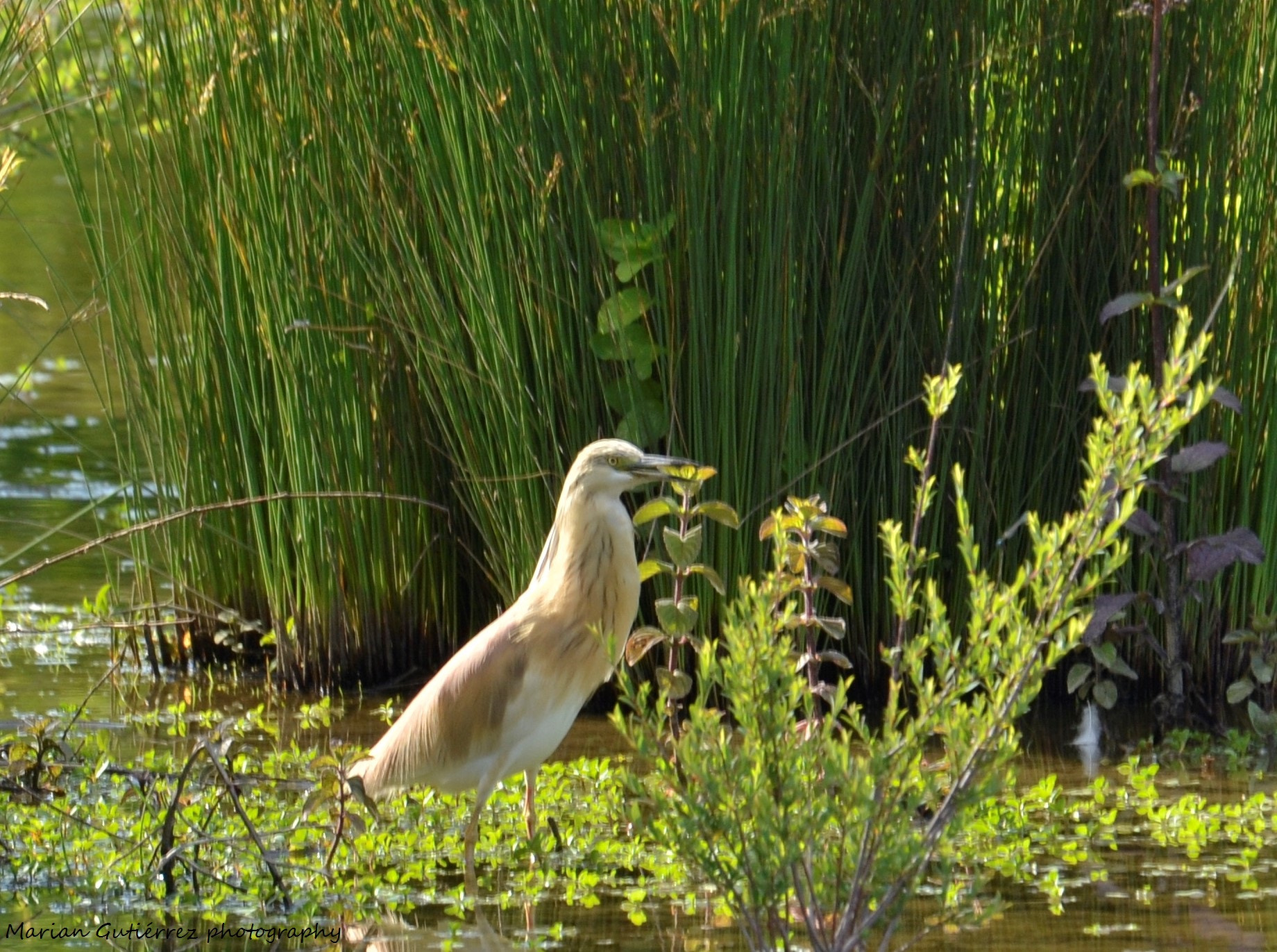 Sigma 120-400mm F4.5-5.6 DG OS HSM sample photo. () photography