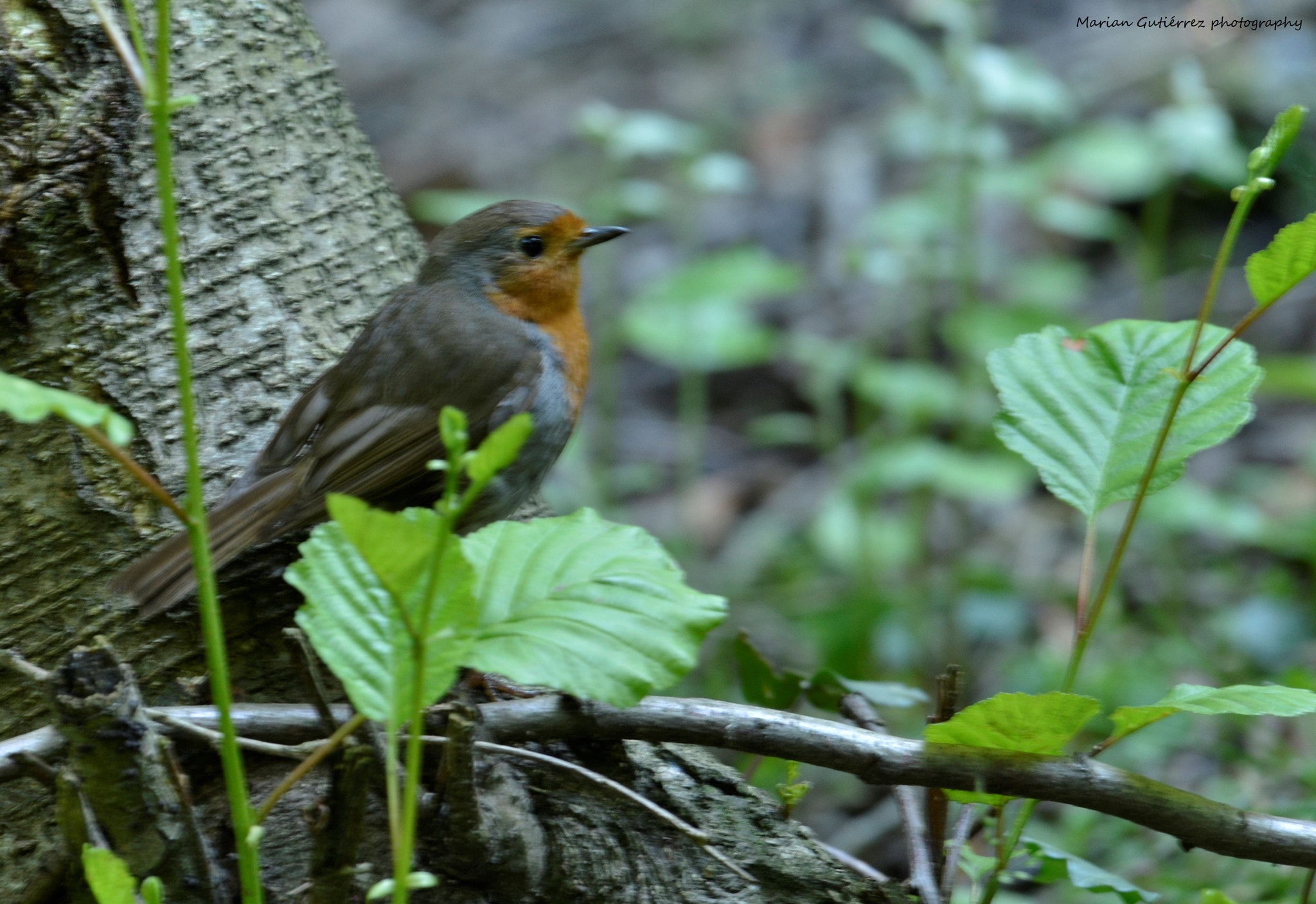 Sigma 120-400mm F4.5-5.6 DG OS HSM sample photo. () photography