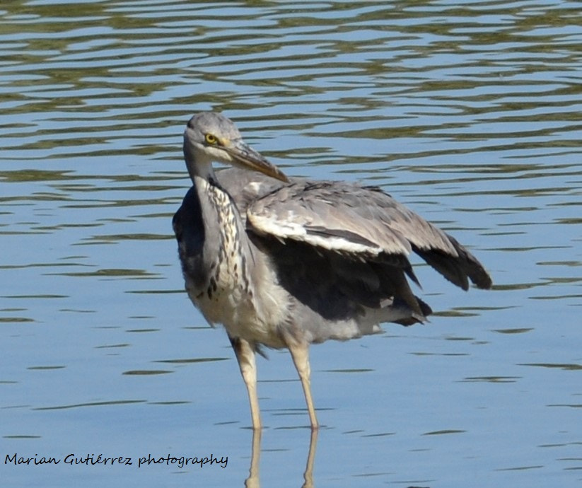 Sigma 120-400mm F4.5-5.6 DG OS HSM sample photo. () photography