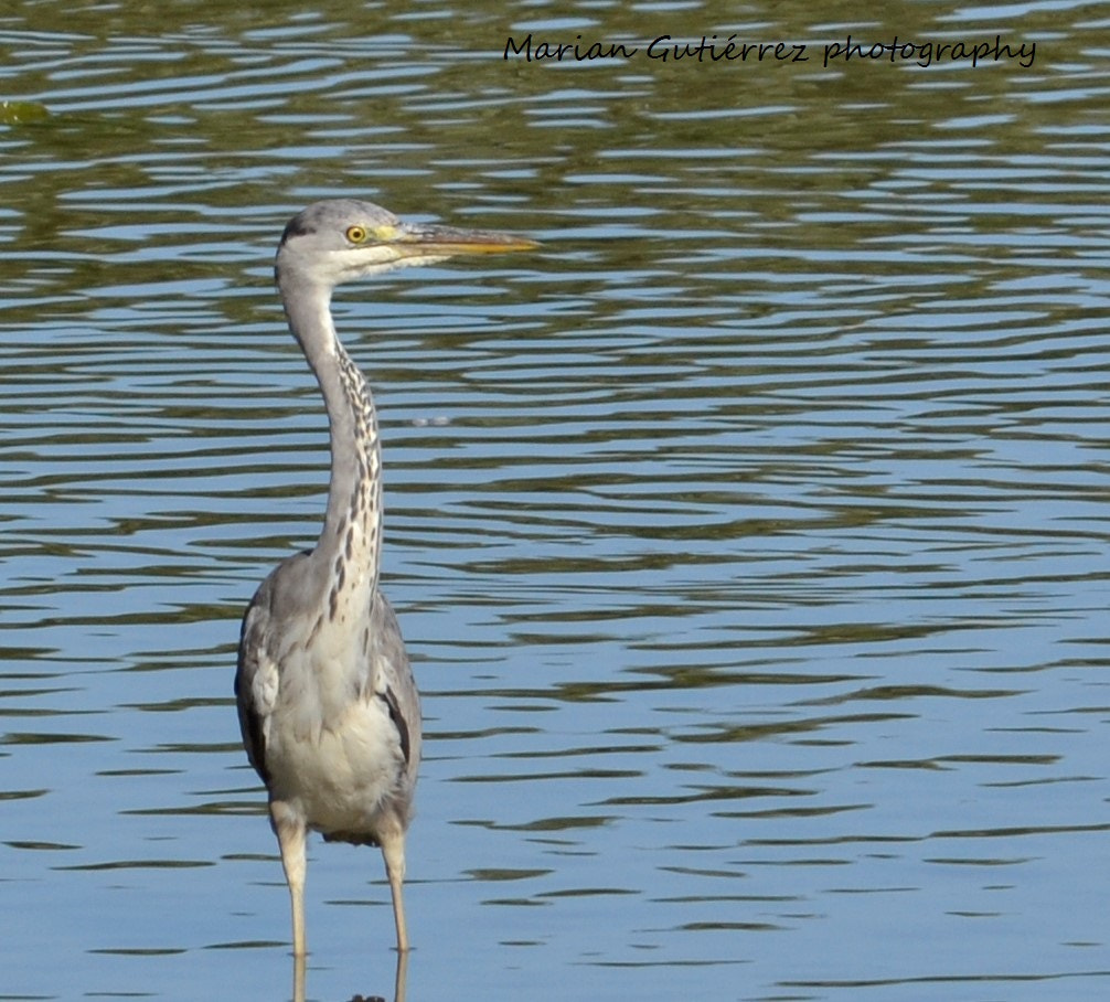 Sigma 120-400mm F4.5-5.6 DG OS HSM sample photo. () photography