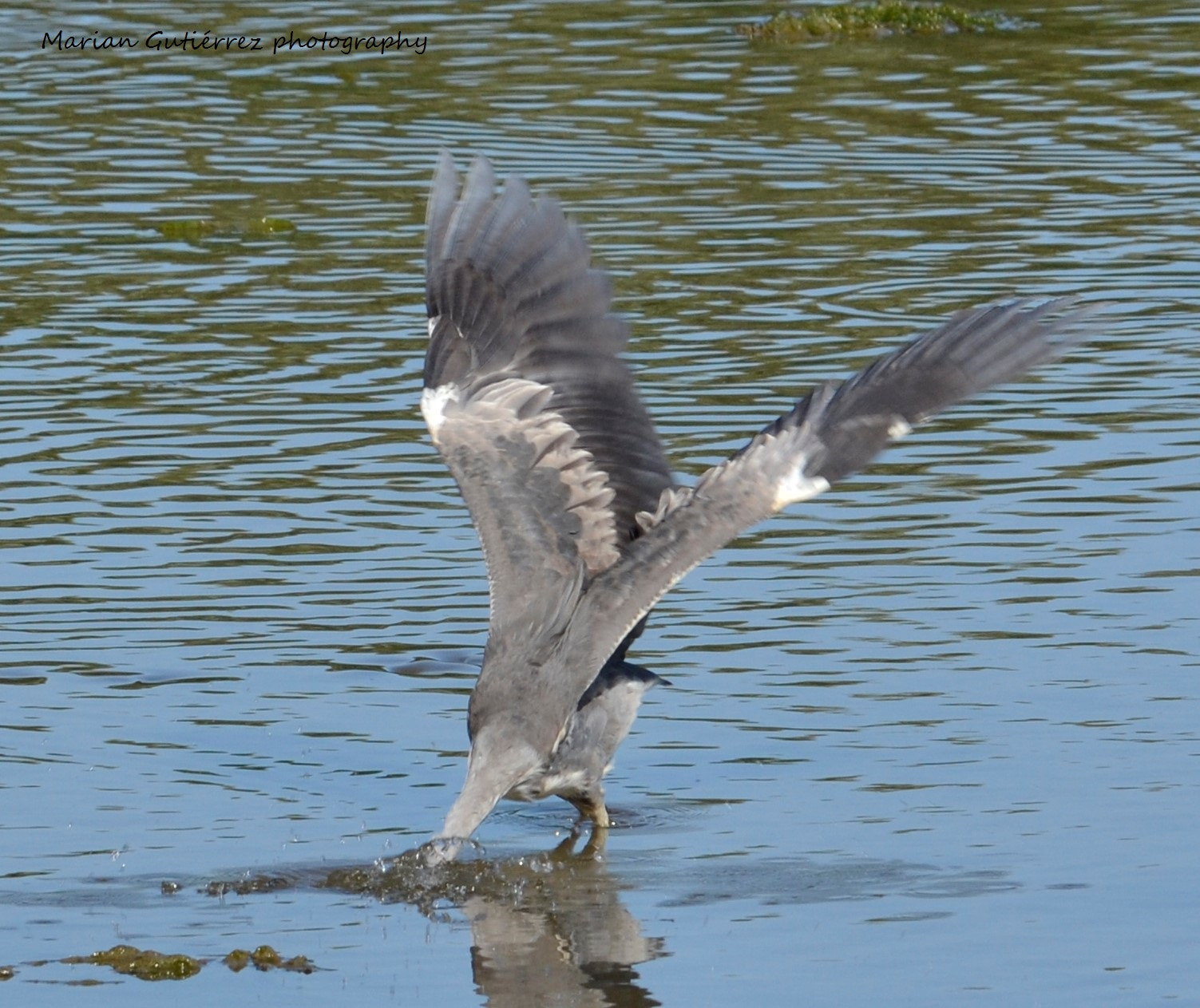 Sigma 120-400mm F4.5-5.6 DG OS HSM sample photo. () photography