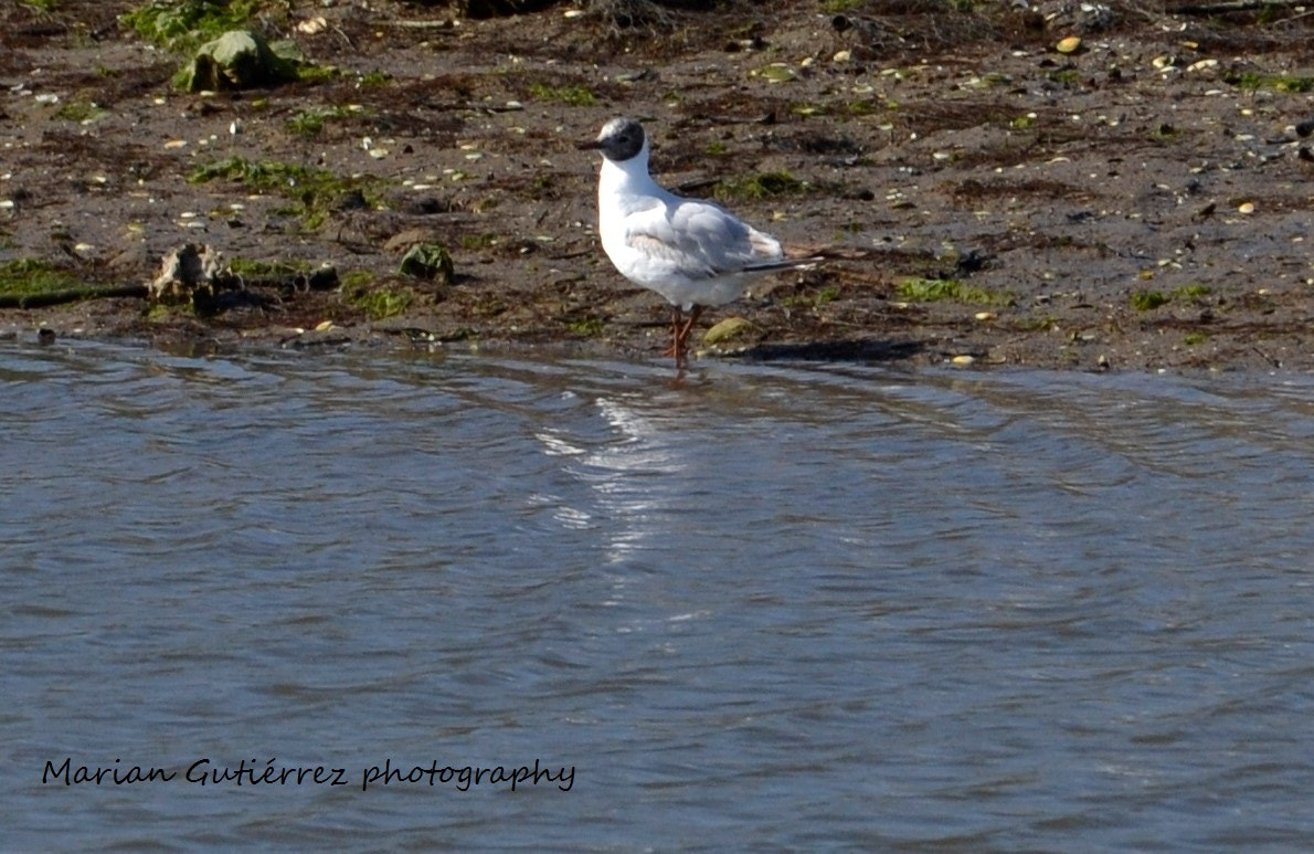 Sigma 120-400mm F4.5-5.6 DG OS HSM sample photo. () photography
